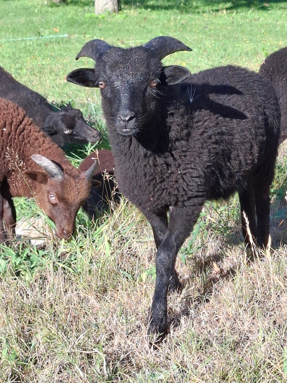 Ouessantjes te koop. Zwart en bruine ramlammetjes., Dieren en Toebehoren, Schapen, Geiten en Varkens, Mannelijk, Schaap, 0 tot 2 jaar
