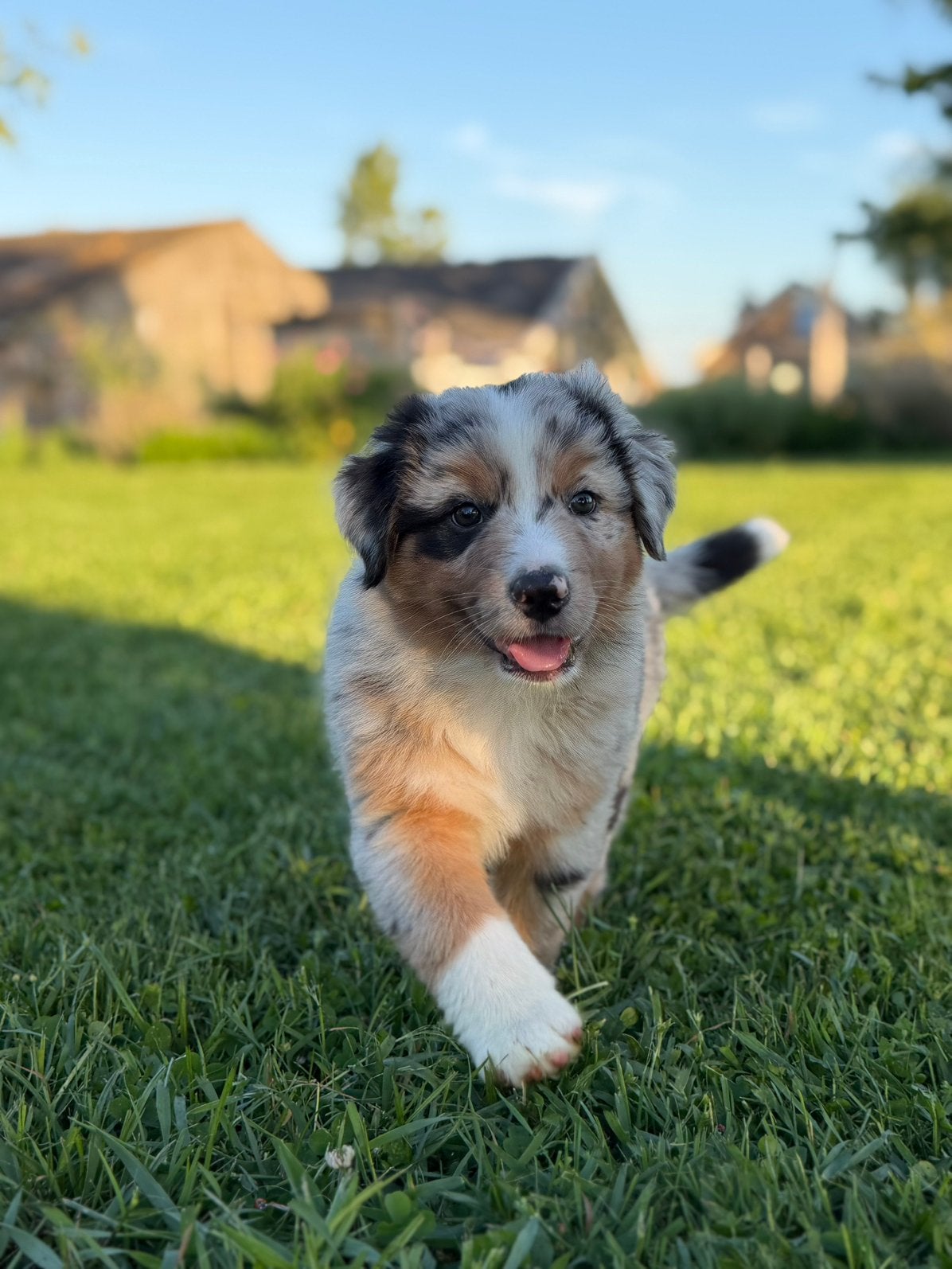 Superleuke sociale Australian Sheperd pups, 8 tot 15 weken, Meerdere, Meerdere dieren, Herder