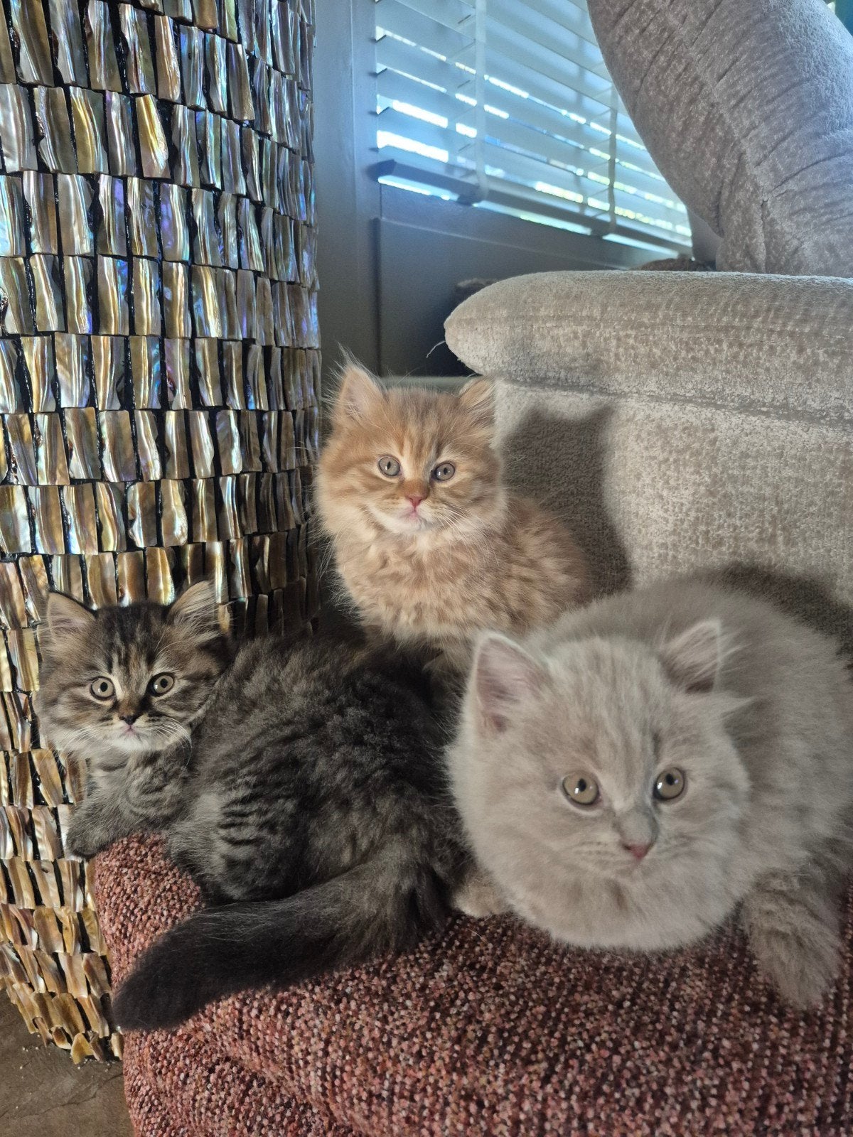 5 prachtige Brits langhaar kittens met stamboom!, Poes, Met stamboom, 0 tot 2 jaar