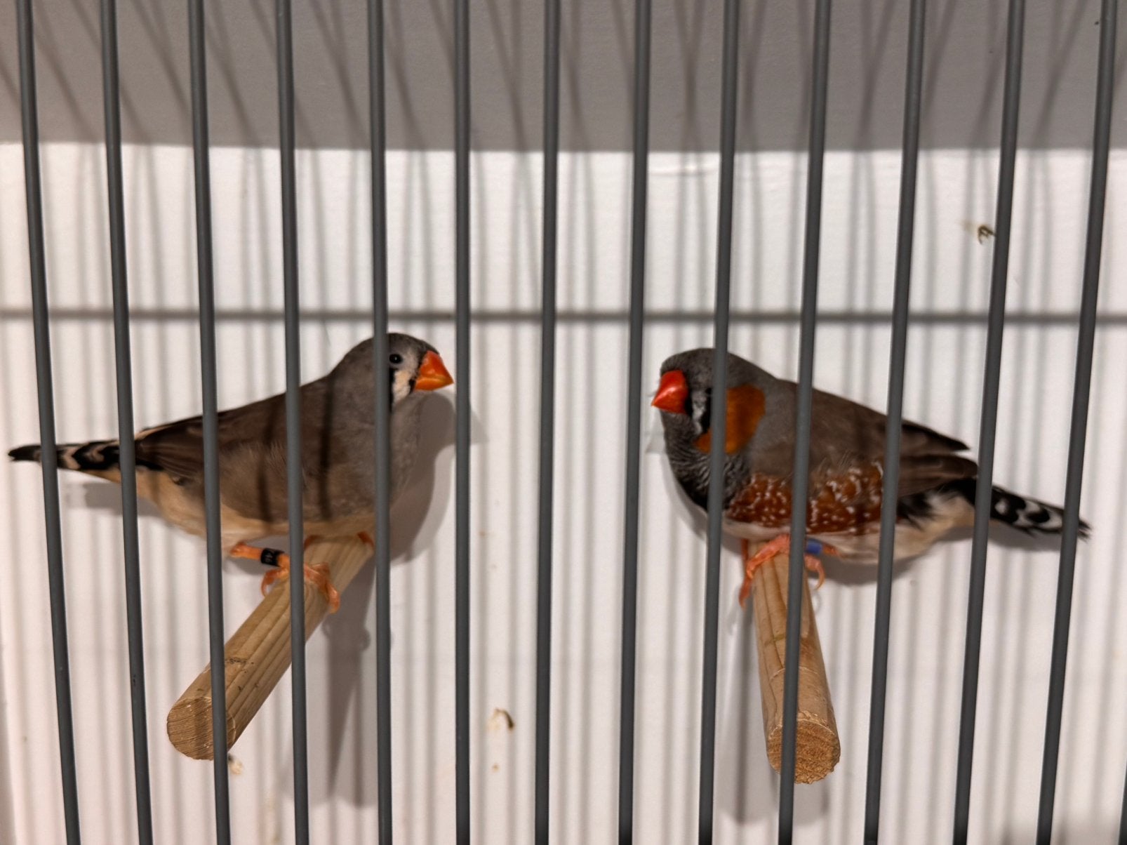 Koppel grijze zebravinken, Meerdere dieren, Tropenvogel, Geringd