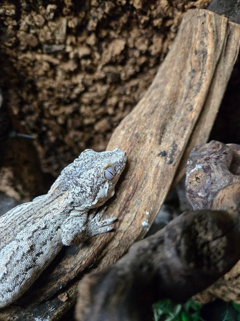 2 Rhacodactylus Auriculatus (Gargoyle gecko vrouw, Dieren en Toebehoren, Reptielen en Amfibieën, Hagedis, Tam, 3 tot 6 jaar