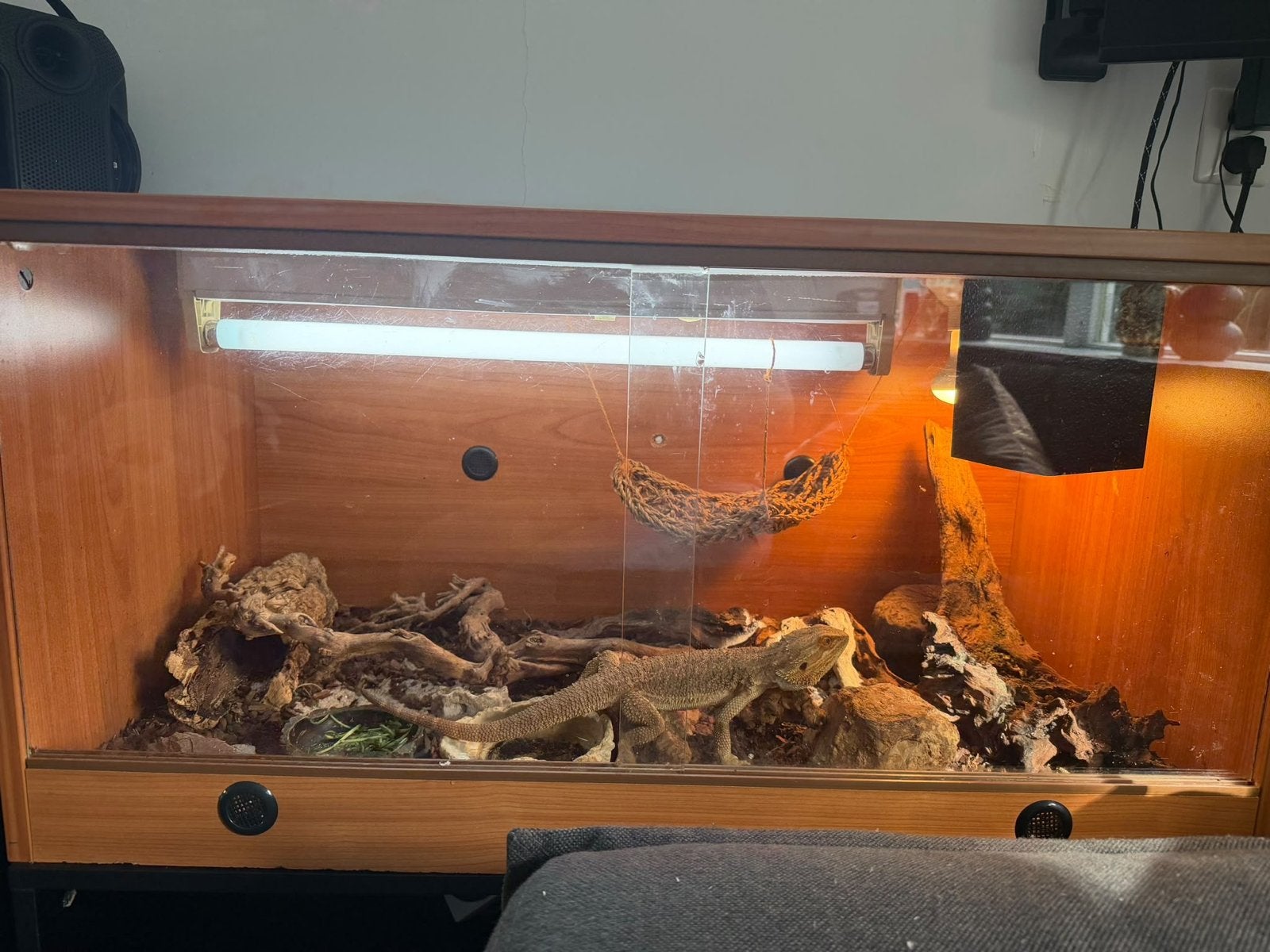 Baardagaam 2 jaar inclusief terrarium Bearded Dragon photo 3