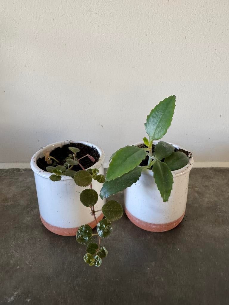 Stekjes in potjes; mother of thousands en poffertjesplant, Ophalen, Halfschaduw, Minder dan 100 cm