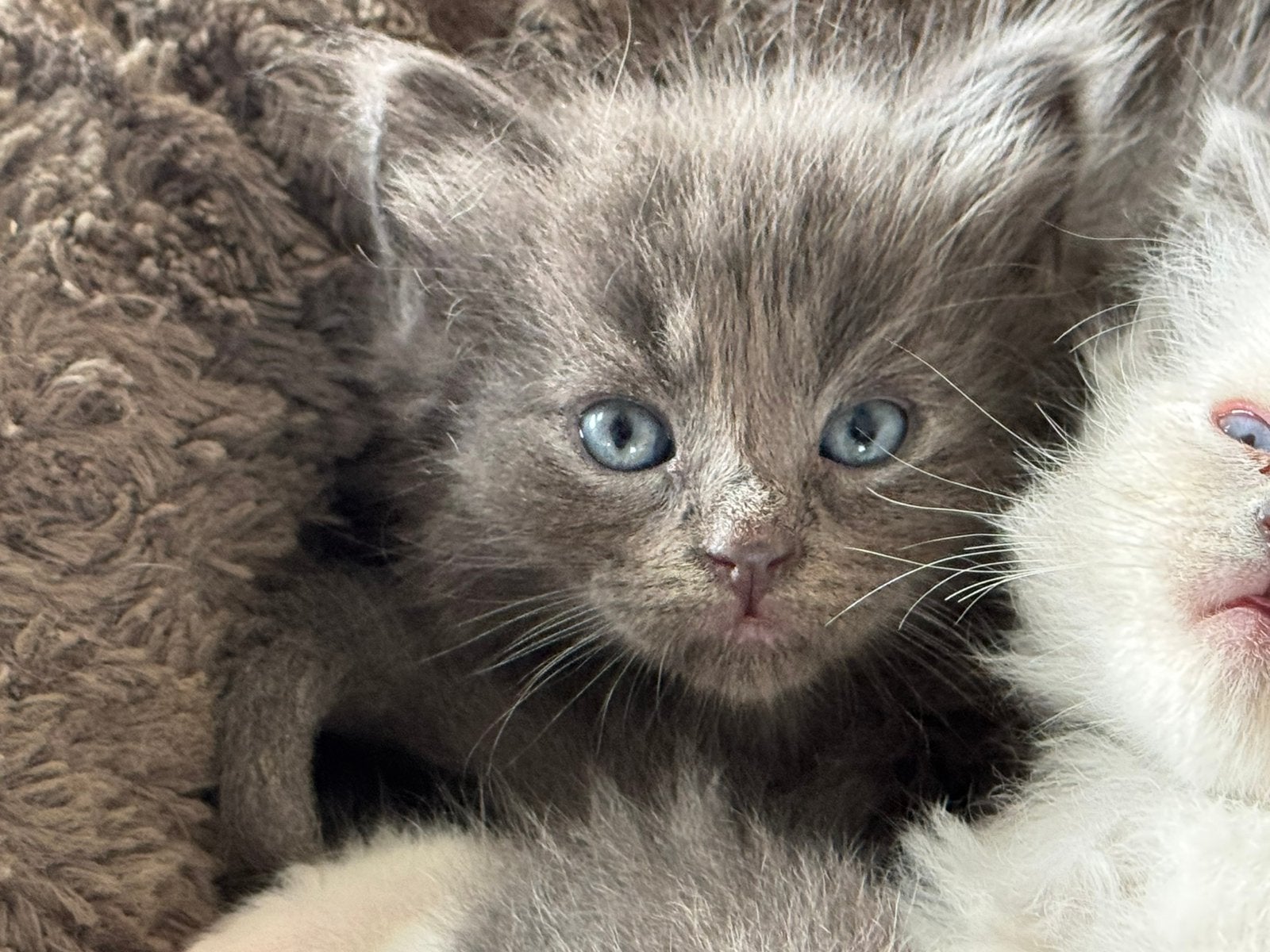 Aanhankelijke Nebelung x Ragdoll kittens katertjes, Meerdere dieren, Gechipt, 0 tot 2 jaar
