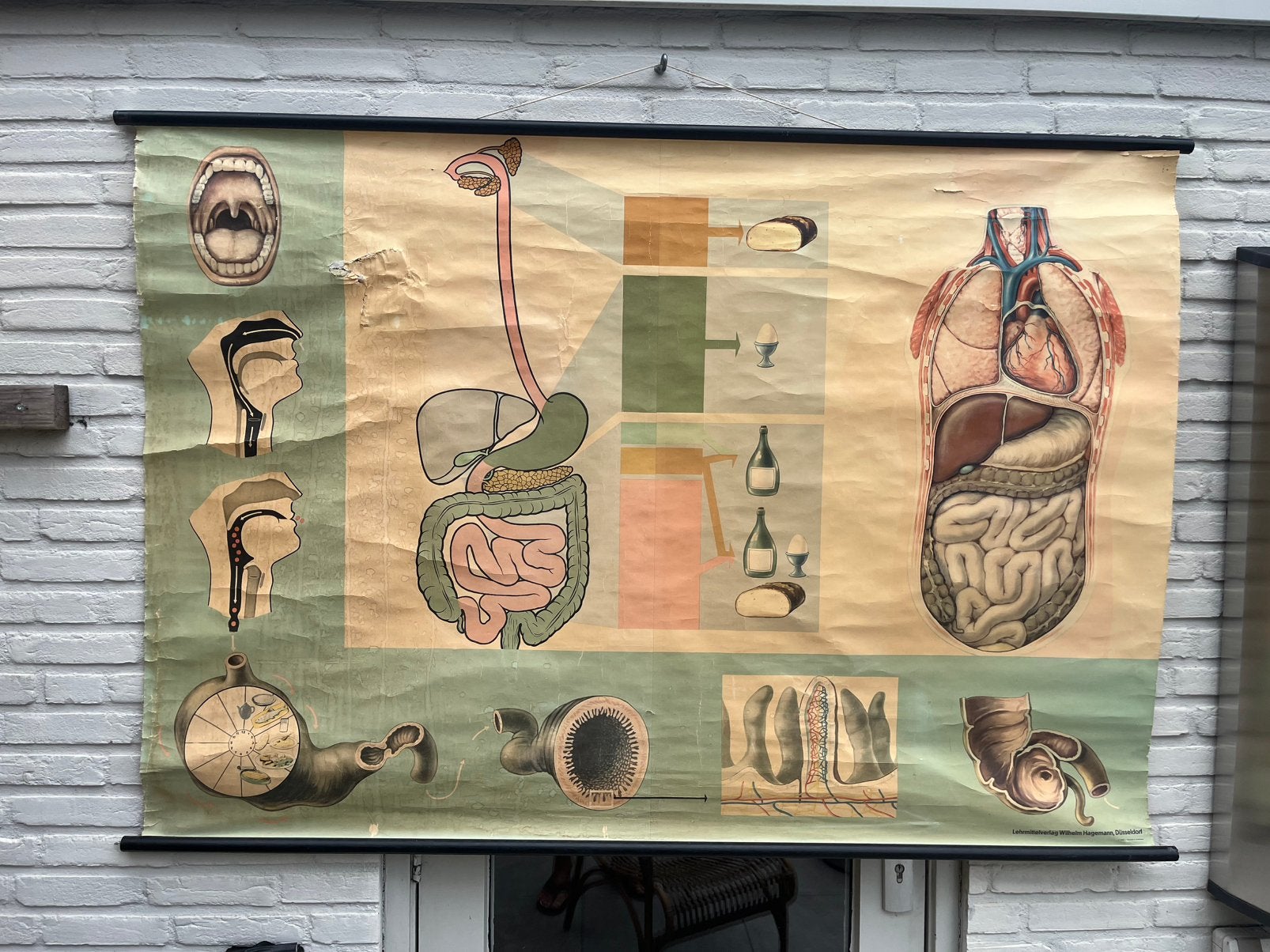 Prachtige linnen schoolplaat Digestion Hagemann!, Antiek en Kunst, Ophalen of Verzenden, Natuur en Biologie