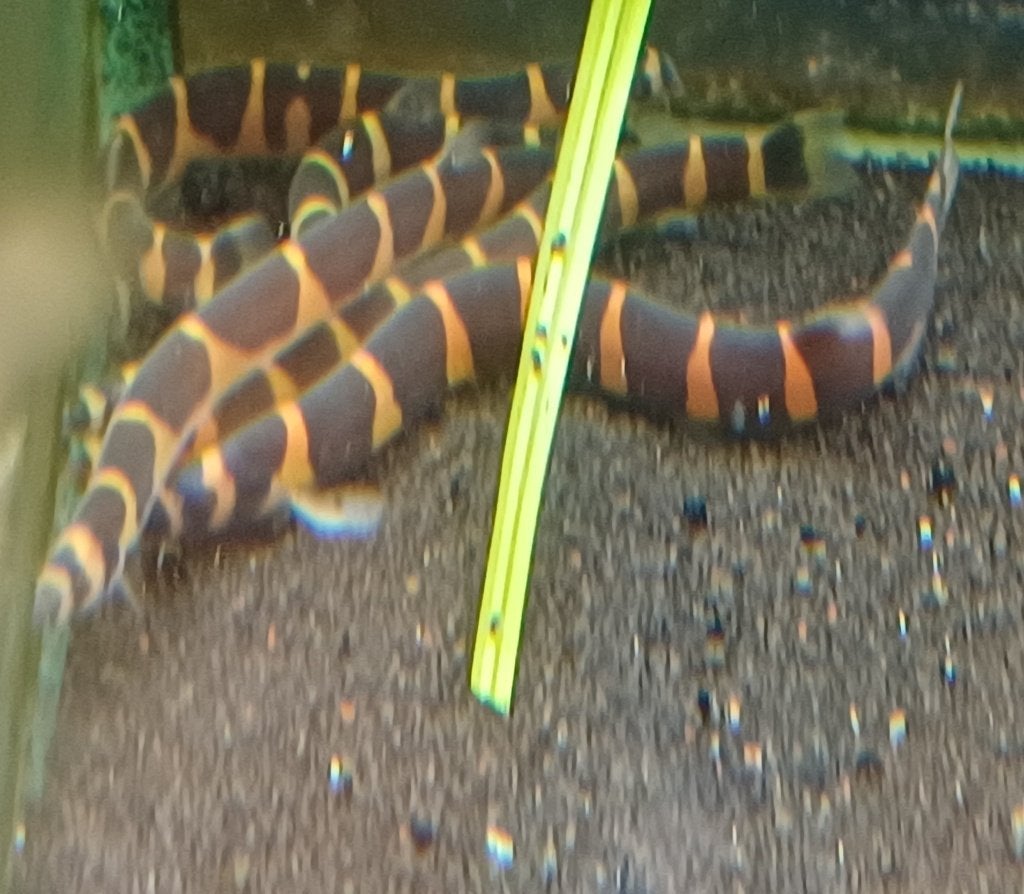Hobbyaquarium  Pangio myersi - Reuze Kuhlii- slangenvisje, Dieren en Toebehoren, Vis, Zoetwatervis, Schoolvis