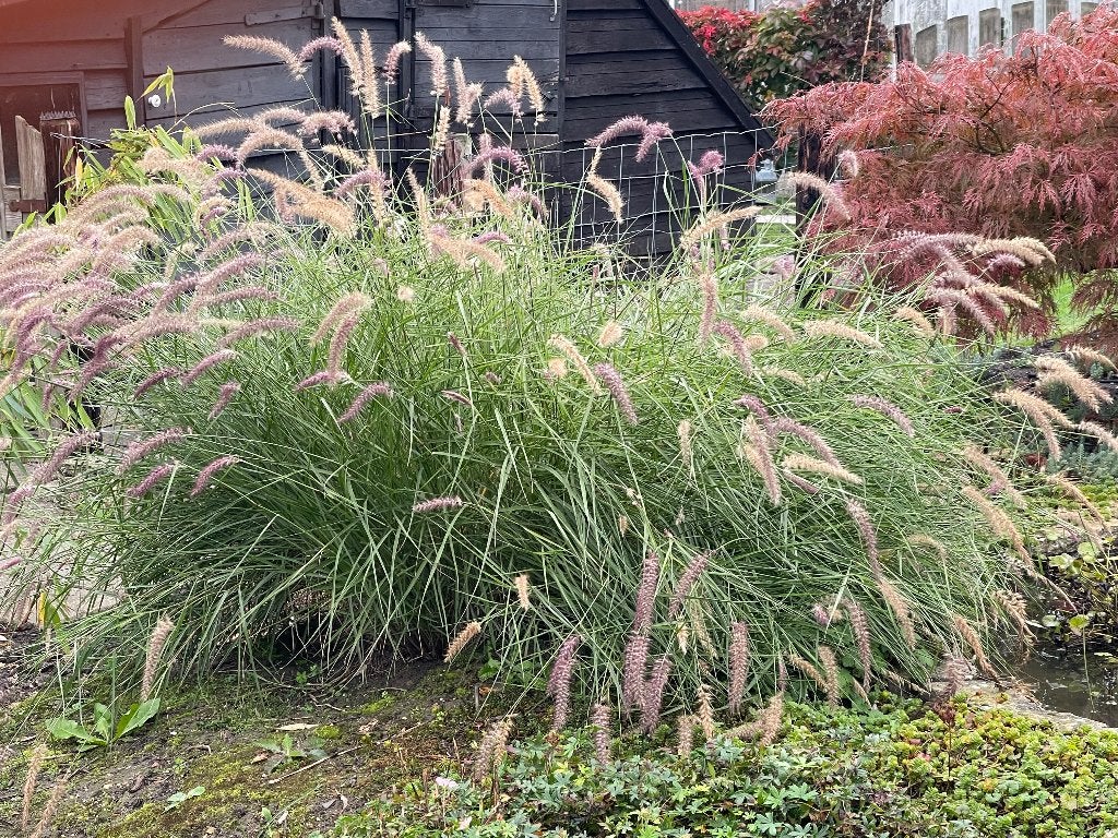 Lampenpoetsersgras (Pennisetum alopecuroides), Ophalen, Volle zon, Vaste plant, Siergrassen