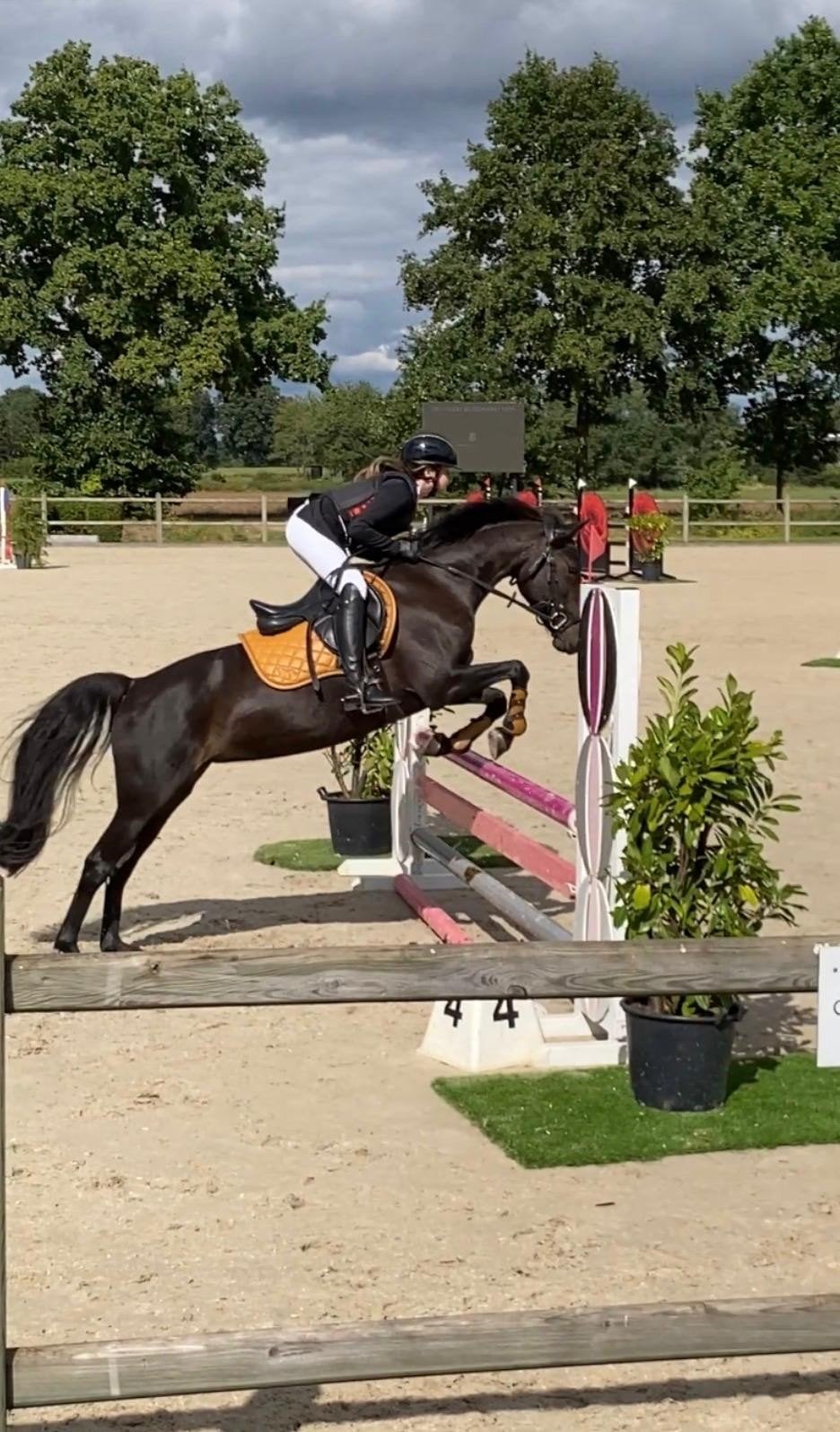 Mooie en goede D Pony, Merrie, L, Gechipt, 11 jaar of ouder