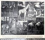Artis 1913; 7x het antilopen- en giraffenhuis, Verzenden, Voor 1940, Gebruikt, Dier