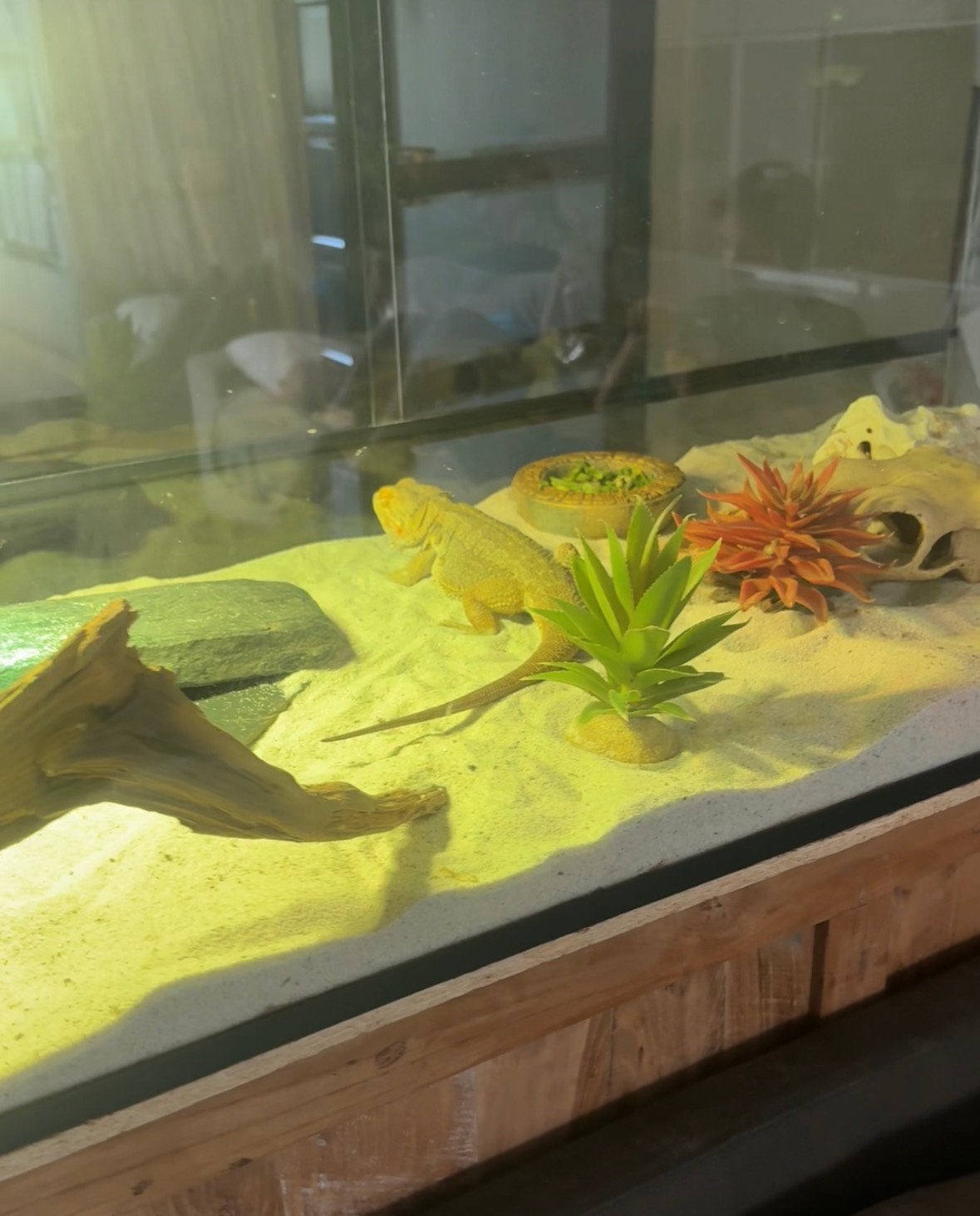Lieve baardagaam Bearded Dragon photo 4