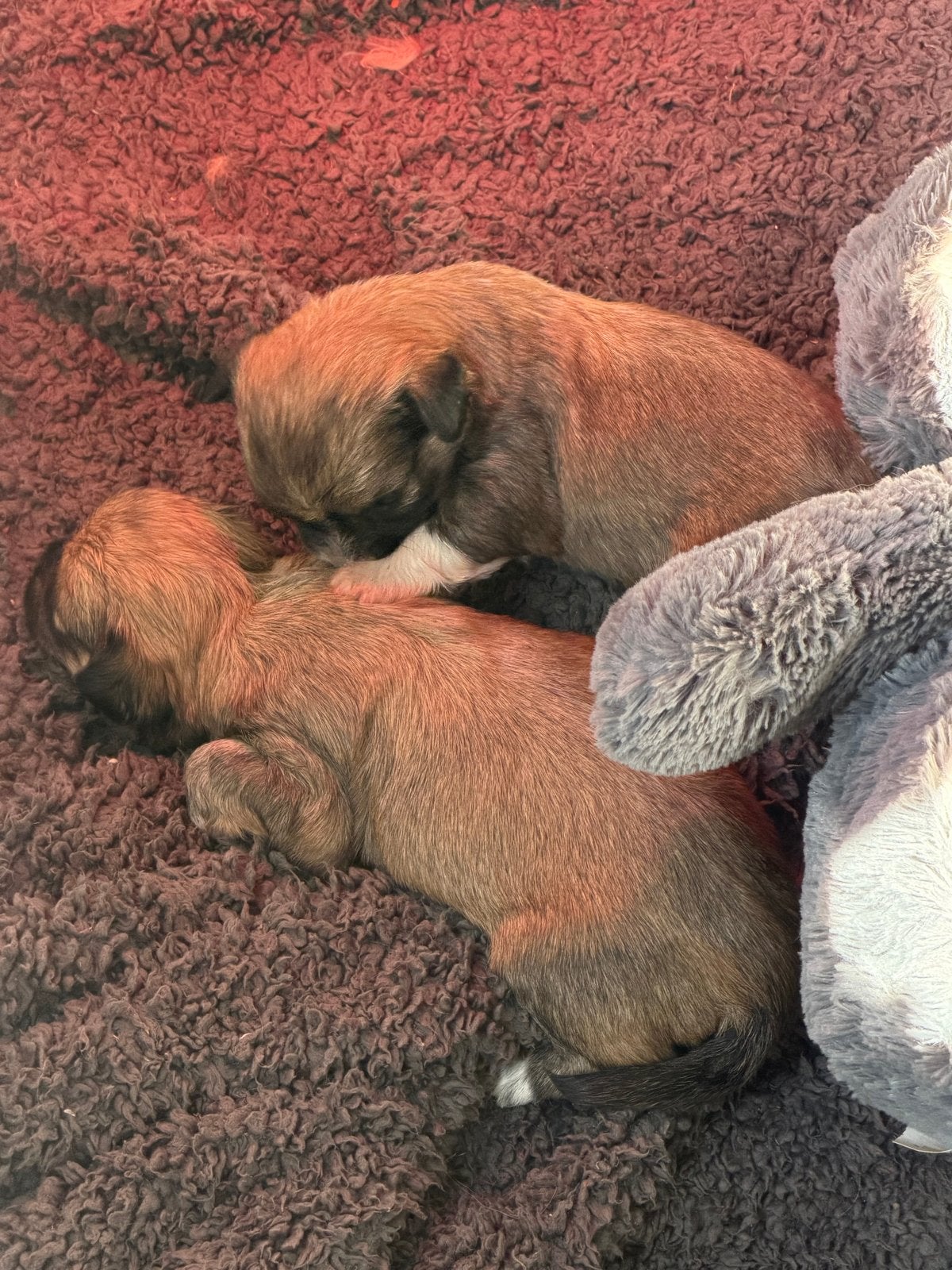 Wij zoeken een mandje, 8 tot 15 weken, Parvo, Meerdere, Meerdere dieren