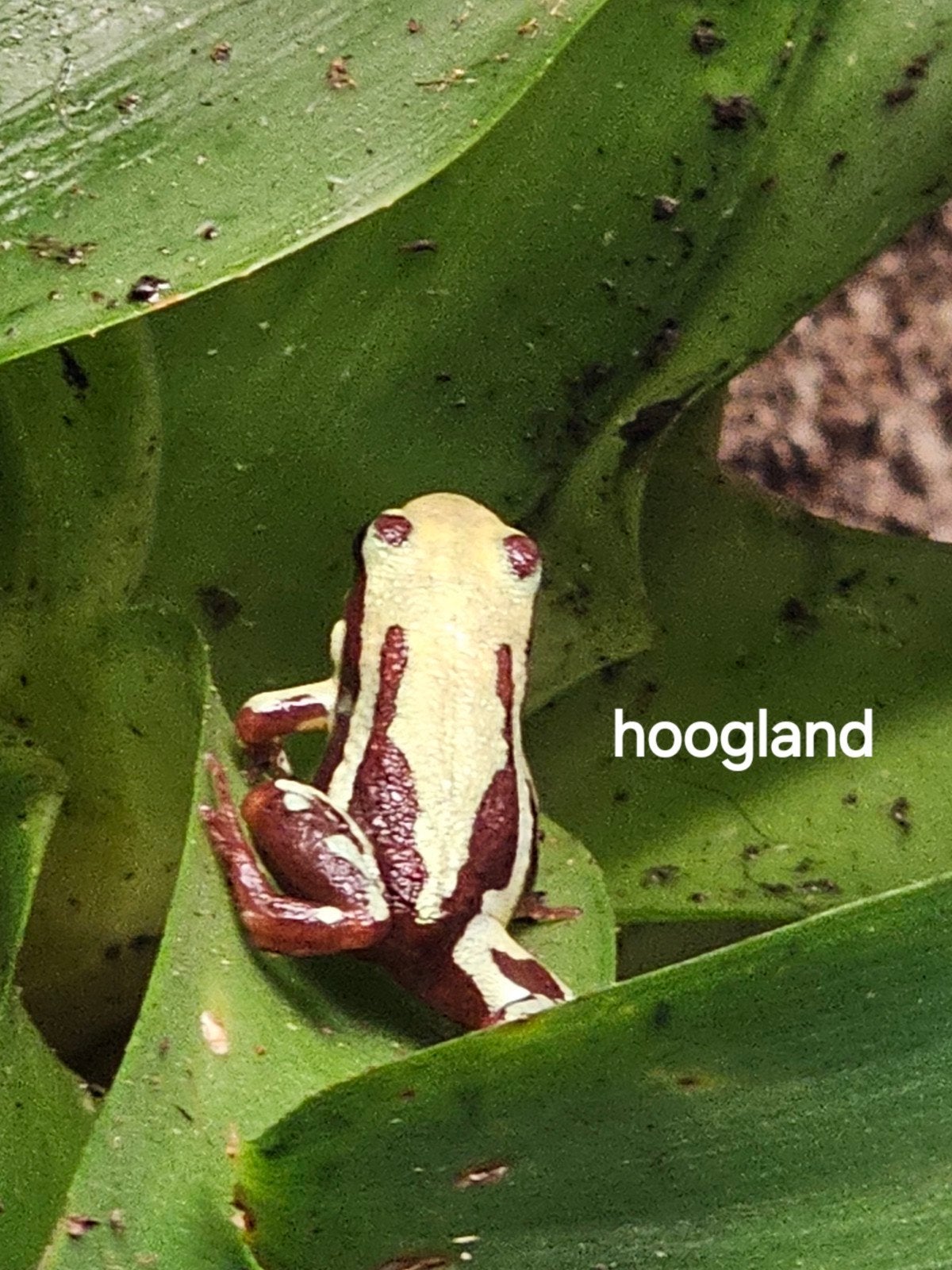 Epipedobates hoogland, Dieren en Toebehoren, Amfibie, 0 tot 2 jaar