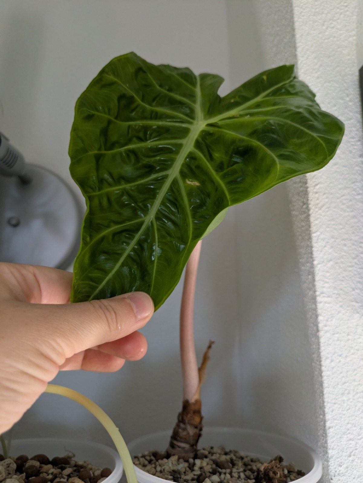 Alocasia Pink Dragon knolletjes, Ophalen of Verzenden, Halfschaduw, Minder dan 100 cm
