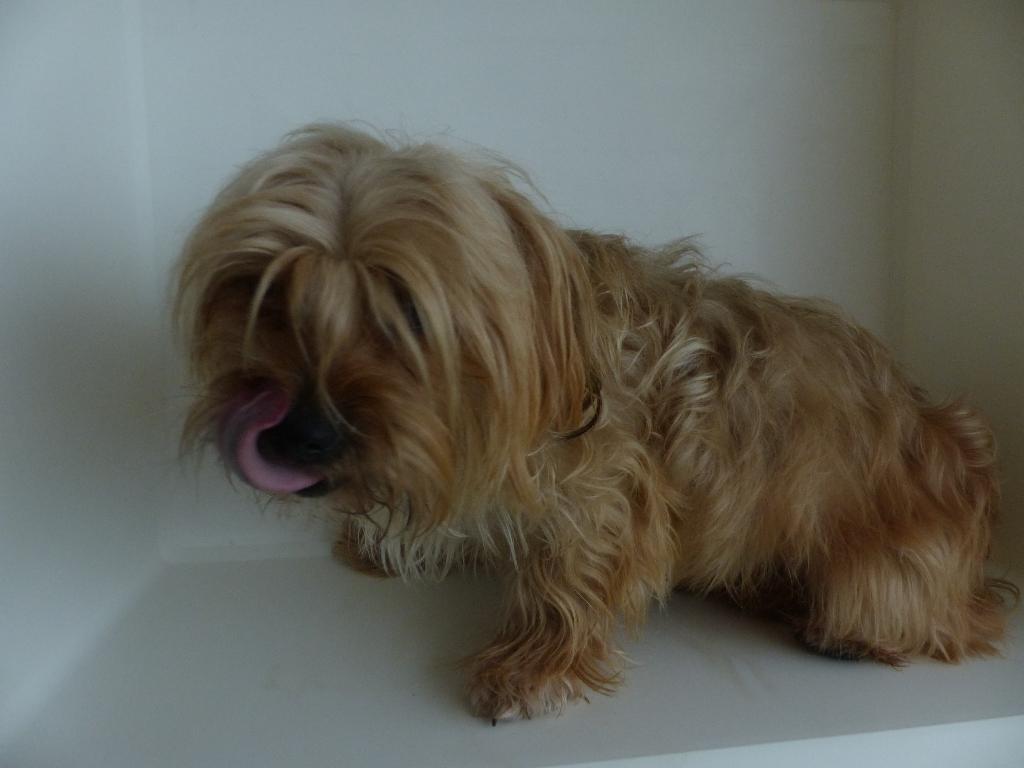 Yorkshire Terrier Maltezer reutje 1 jaar zoekt prima baas, Dieren en Toebehoren, Honden | Jack Russells en Terriërs, Yorkshire Terriër