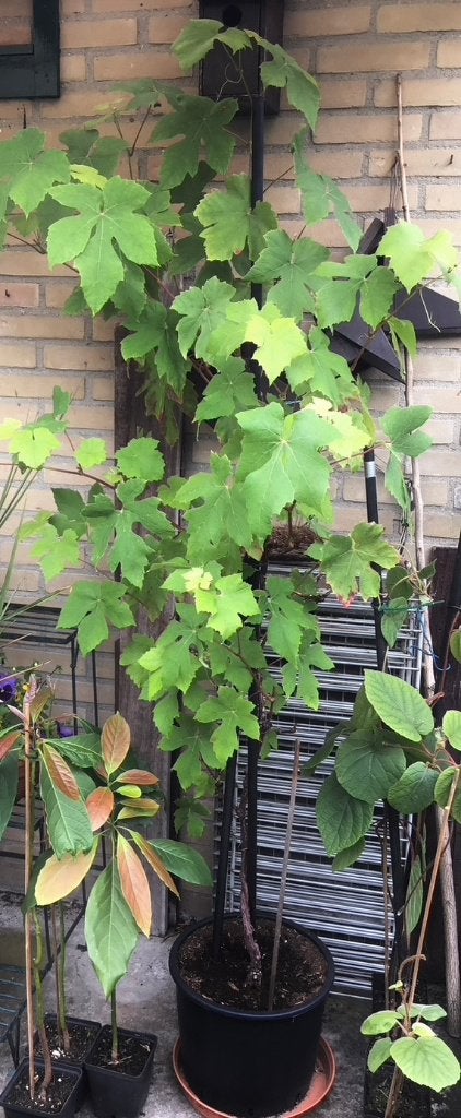 Blauwe DRUIVENPLANT 5 jaar oud, Ophalen, Lente, Overige soorten, Volle zon
