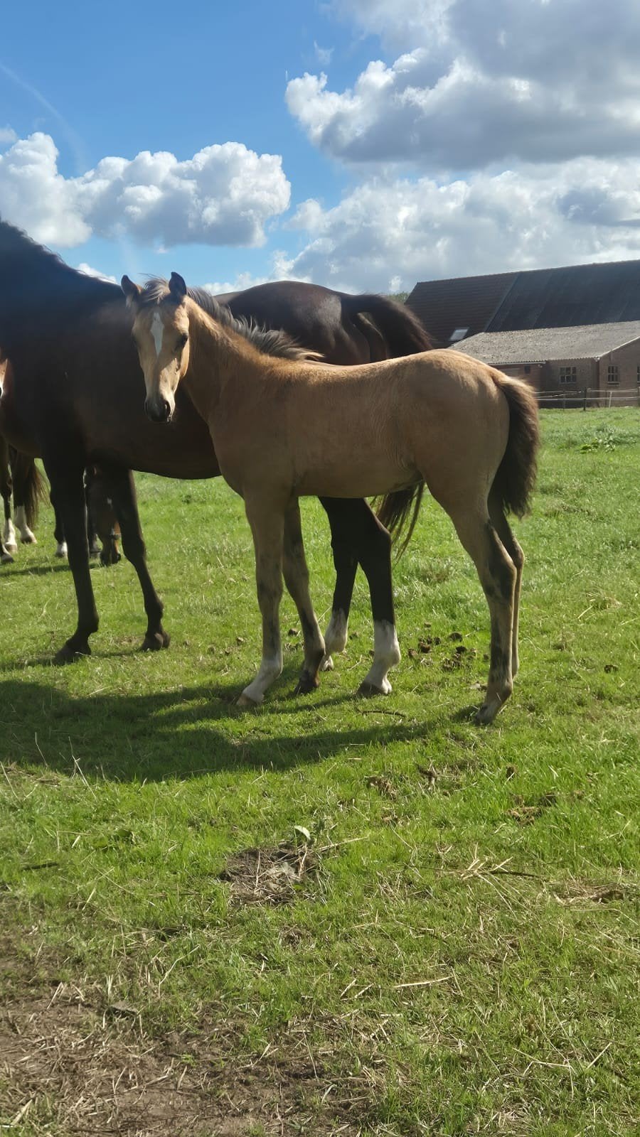 Mooi nrps hengst veulen, Dieren en Toebehoren, Pony's, Met stamboom, Niet van toepassing, 0 tot 2 jaar, Hengst