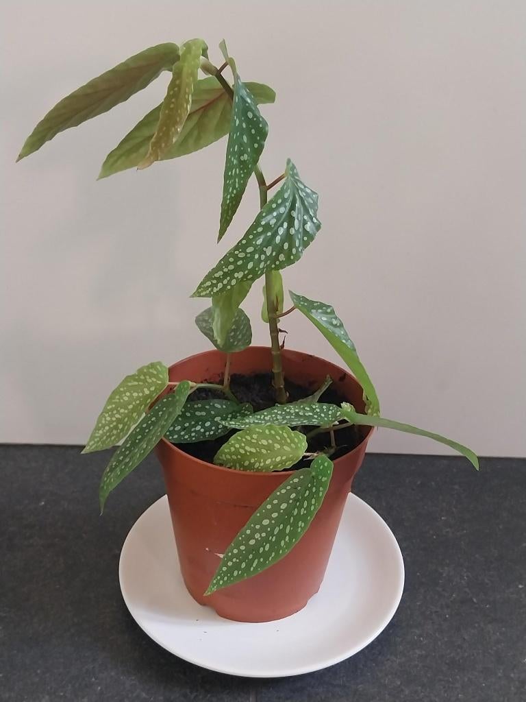 Opruiming frisse kamerplant Begonia Tamaya, Huis en Inrichting, Kamerplanten, Ophalen of Verzenden, Halfschaduw, Minder dan 100 cm