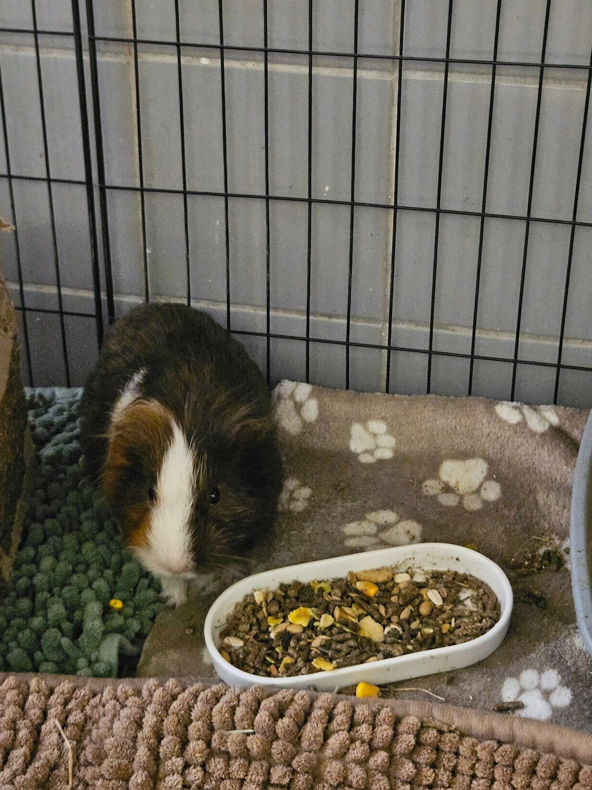 Sociale cavia beer, Cavia, Mannelijk, November, Tam