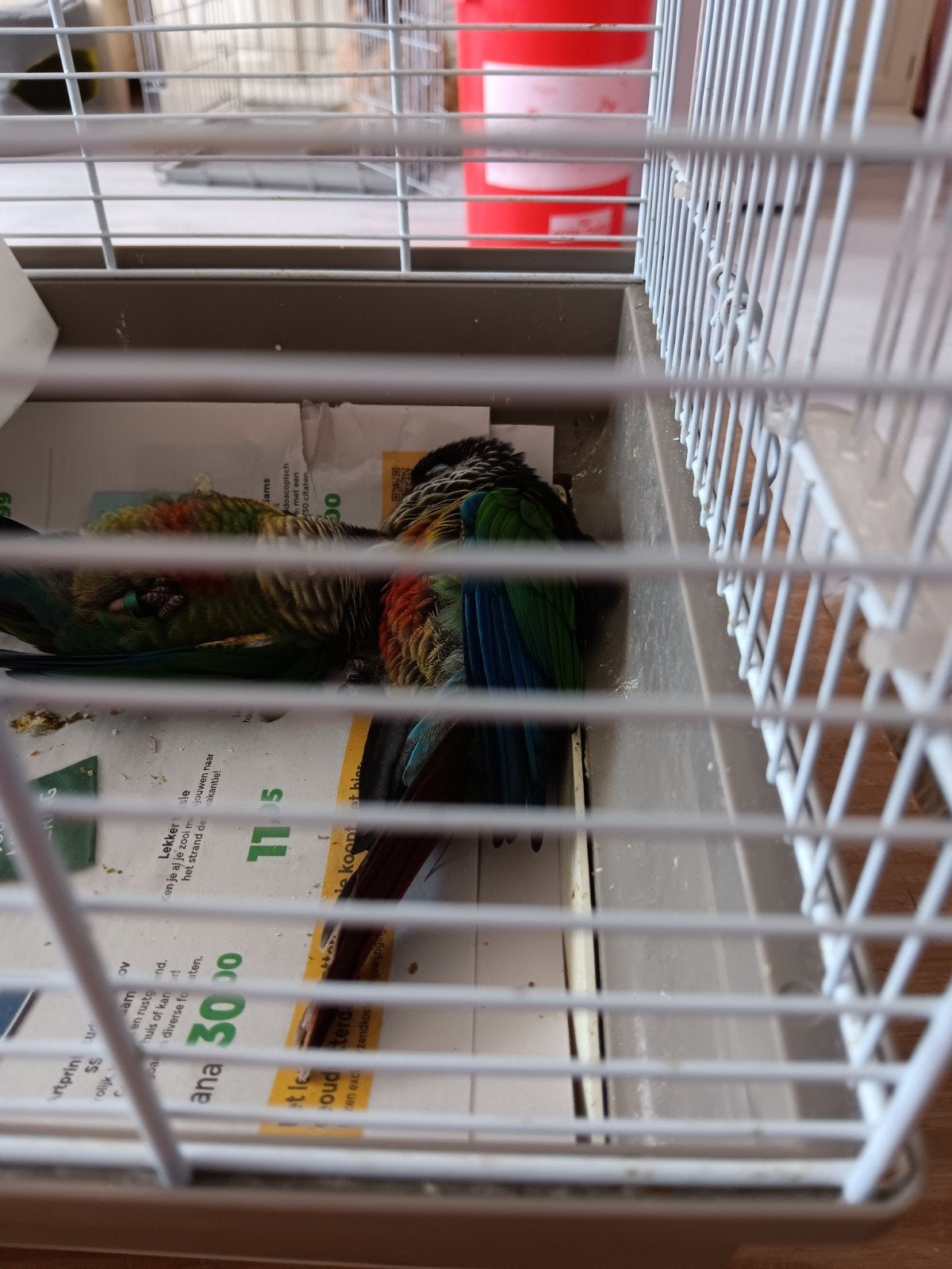 pupie pyrrhuras van 8 weken, Geslacht onbekend, Kleurkanarie