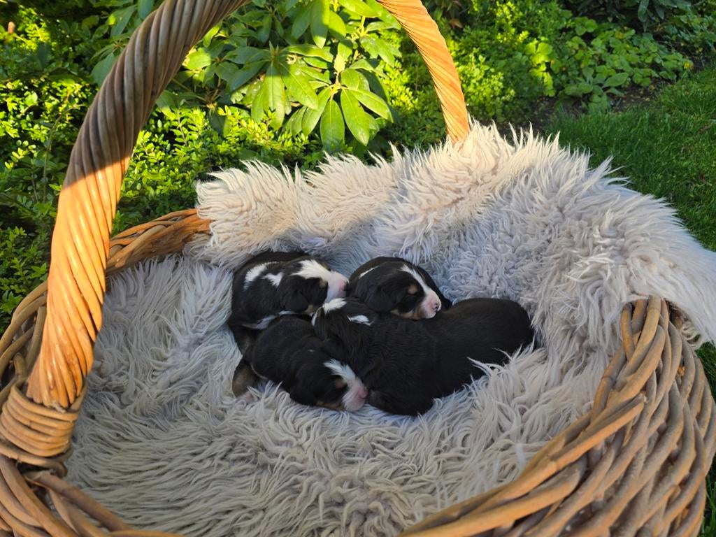 Schattige Bernersennen pups 7 stuks!, Dieren en Toebehoren, Parvo, 8 tot 15 weken, Meerdere, Meerdere dieren