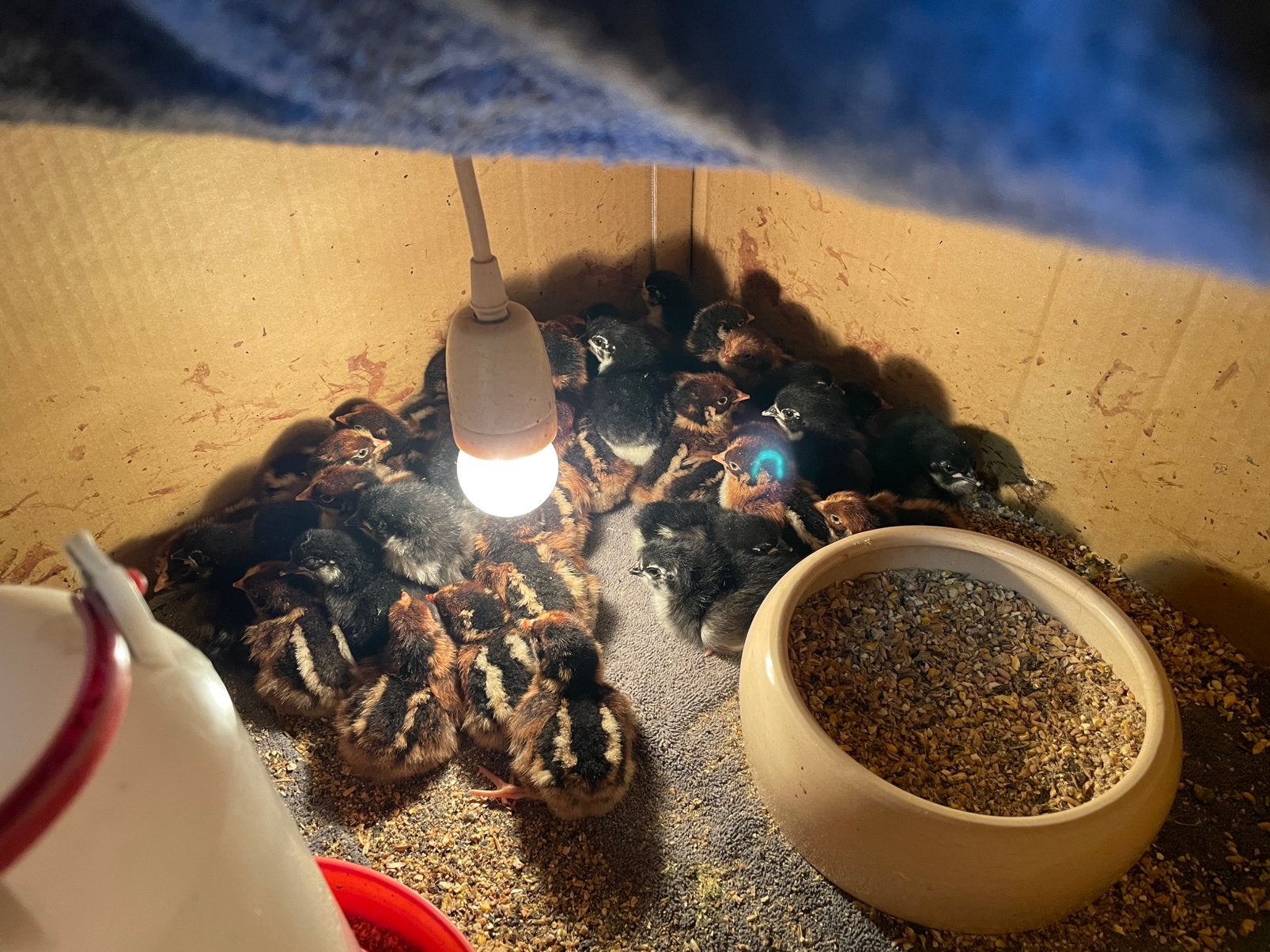 Barnevelder groot en Australorp kuikens, Dieren en Toebehoren, Pluimvee, Meerdere dieren, Kip