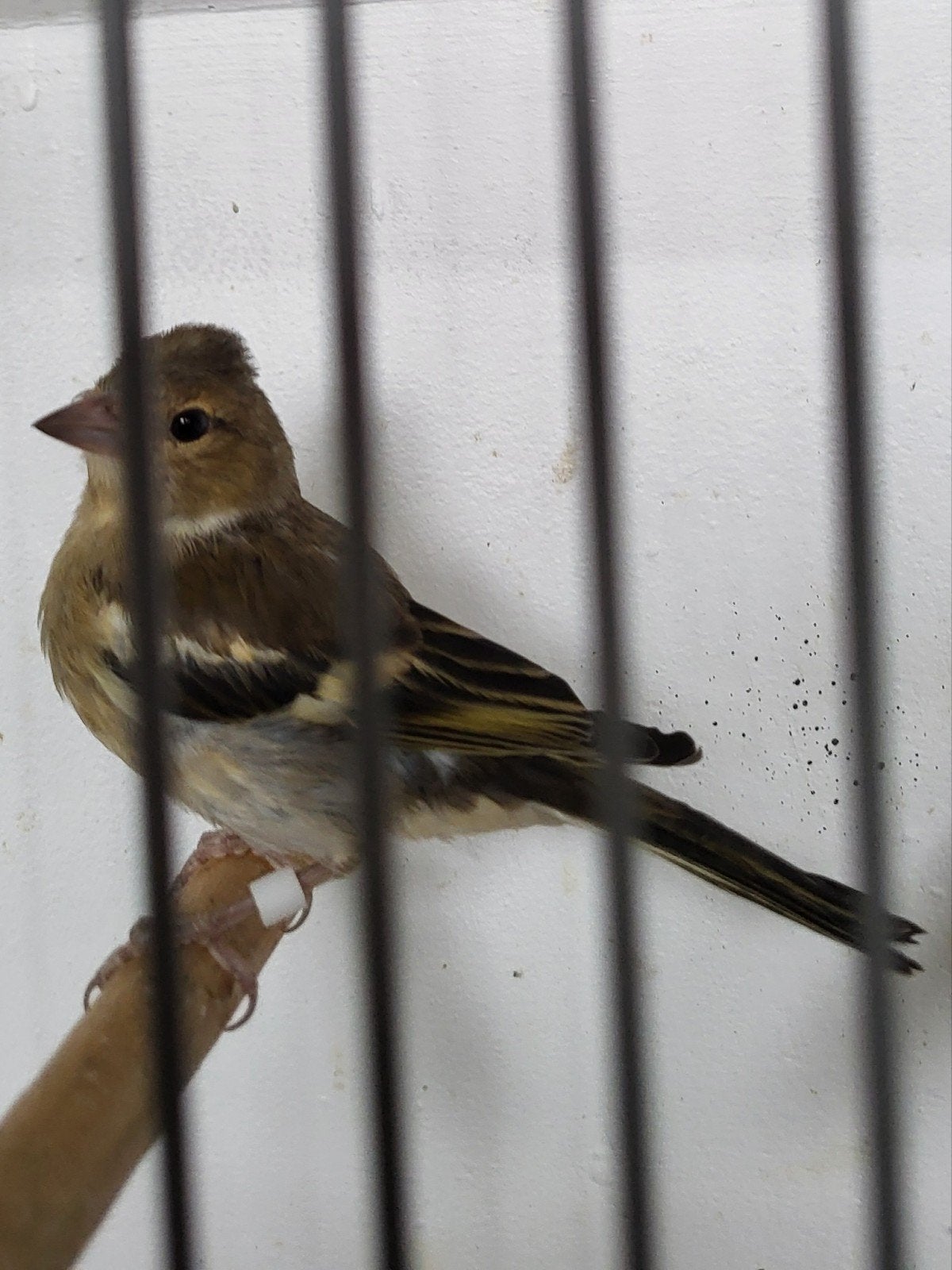 Vink kweekjaar 2026. 40 euro per stuk. 1 pop, Dieren en Toebehoren, Vogels | Overige Vogels, Vrouwelijk, Wildzangvogel