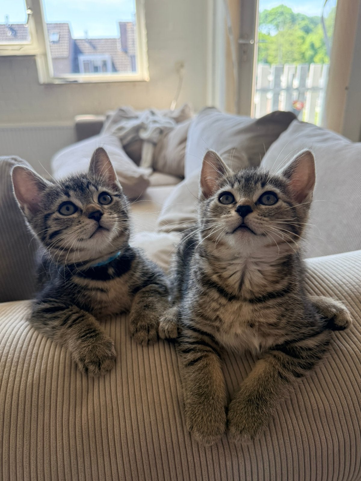 5 lieve europese korthaar kittens beschikbaar, Dieren en Toebehoren, Meerdere dieren, Gechipt