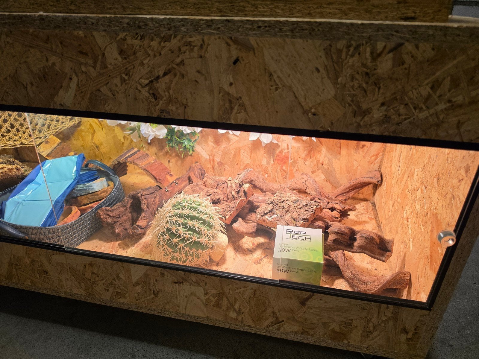 Terrarium voor baardagaam, Ophalen of Verzenden
