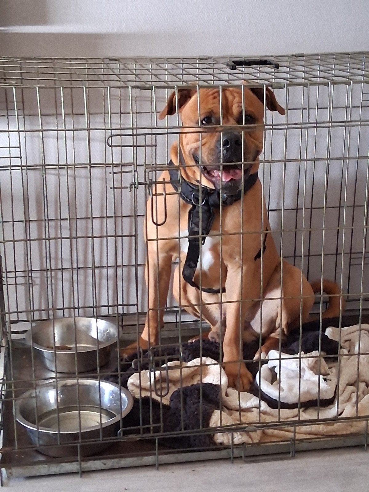 Amstaff, Dieren en Toebehoren, Honden | Jack Russells en Terriërs, 1 tot 2 jaar, American Staffordshire Terriër, Teef, Eén hond
