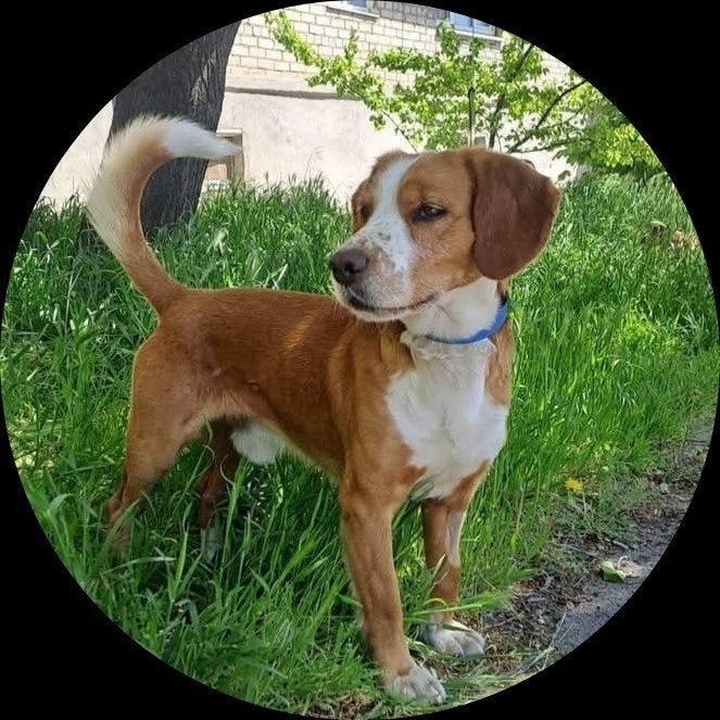 Leuke jongen zoekt huis., Dieren en Toebehoren, Honden | Niet-rashonden, Particulier, Reu, Buitenland, Parvo