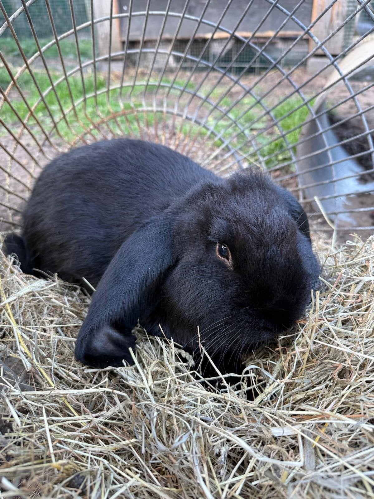 Franse hangoor 15-04-2026, Dieren en Toebehoren, Mannelijk, Groot, Hangoor, 0 tot 2 jaar
