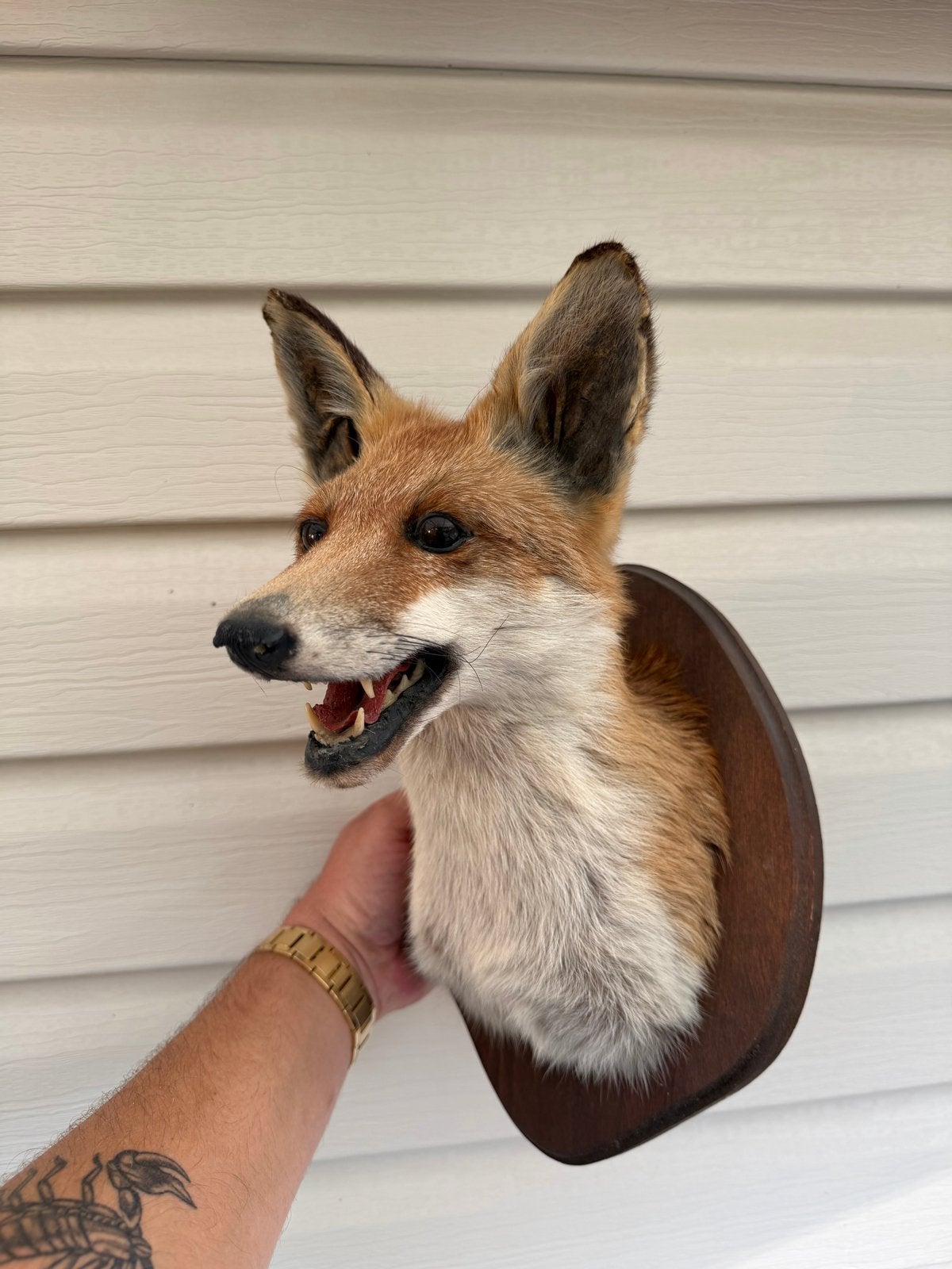 Taxidermy vossenhoofd - Opgezette vos, Ophalen, Gebruikt, Wild dier, Gewei of Kop