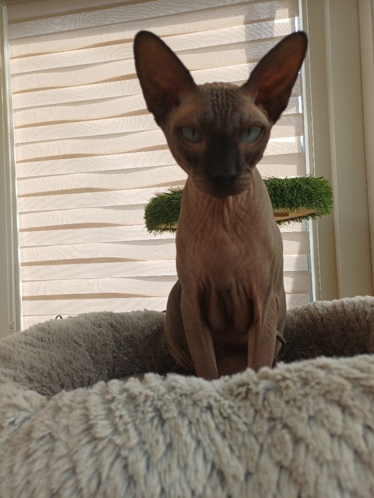 2 sphynx-katten van bijna 4 jaar oud, Meerdere dieren, Gechipt, 3 tot 5 jaar