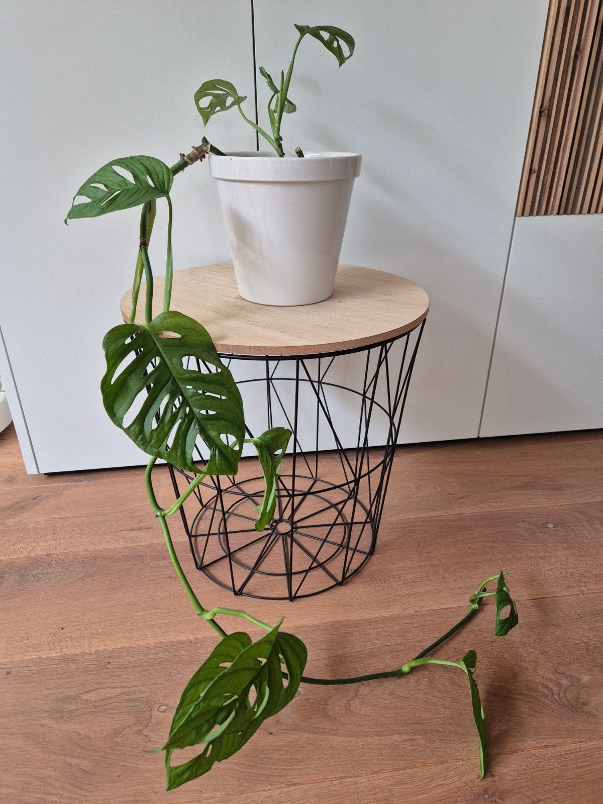Monstera Adansonii, monkey mask, Ophalen, Overige soorten, Halfschaduw, In pot
