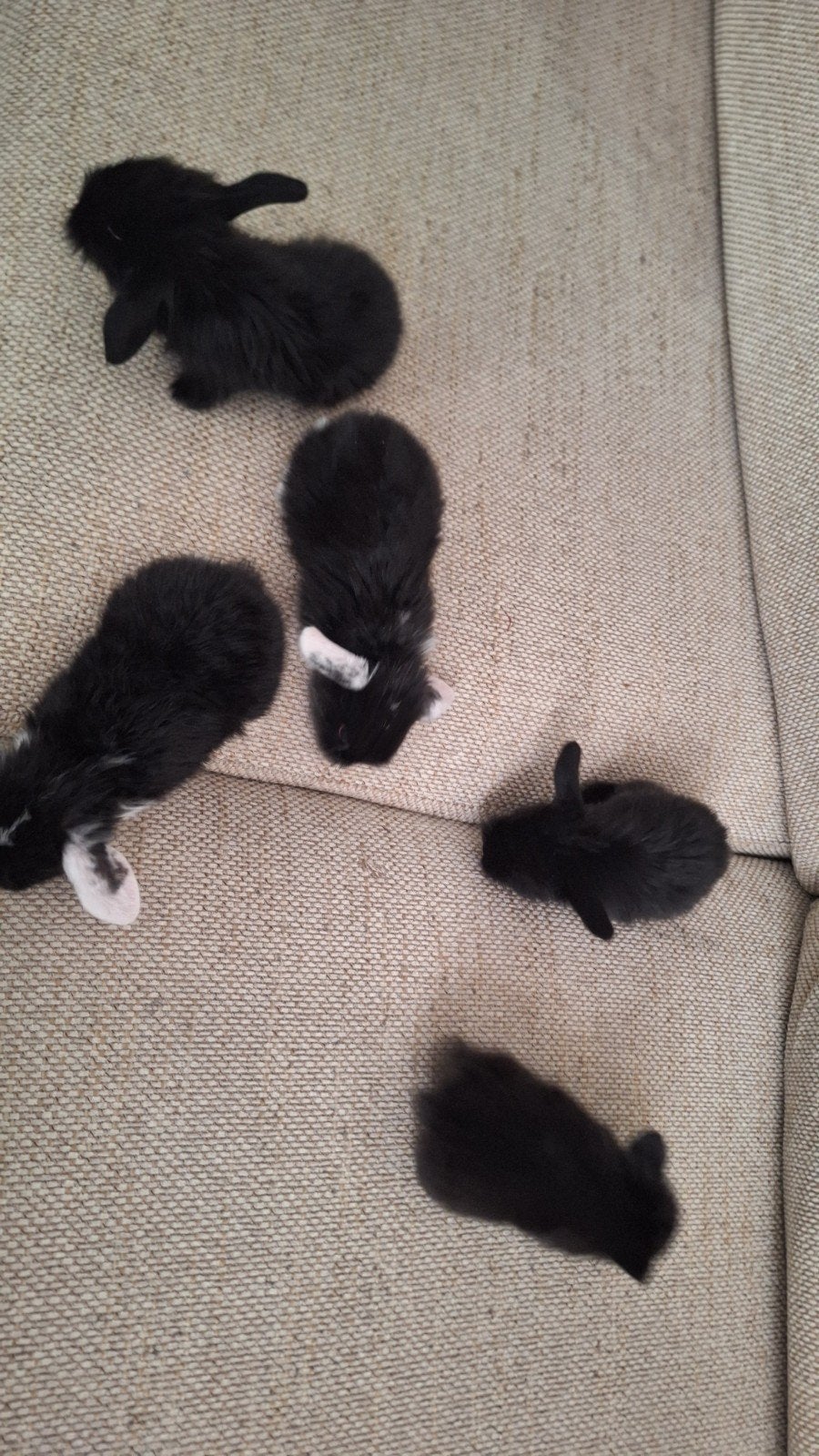 4 schattige baby konijntjes te reserveren, Dieren en Toebehoren, Konijnen, Meerdere dieren, Dwerg, Hangoor
