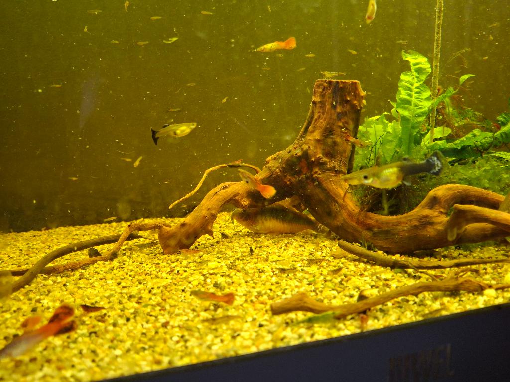 Aquarium, Ophalen, Inclusief vissen, Gebruikt, Gevuld zoetwateraquarium