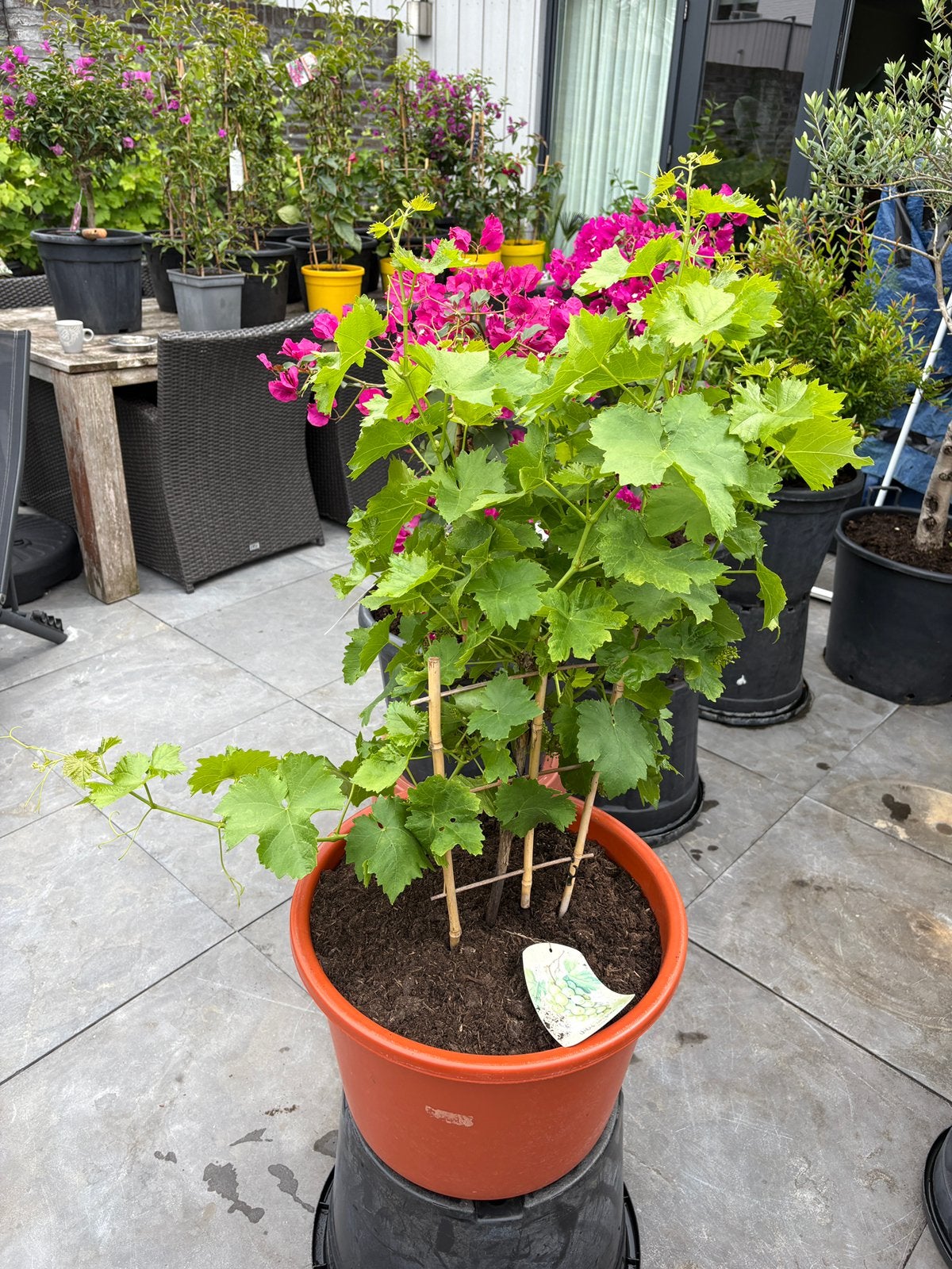 Prachtige forse witte druif op rek in een ruime pot!!, Ophalen, Minder dan 100 cm, Lente, Overige soorten