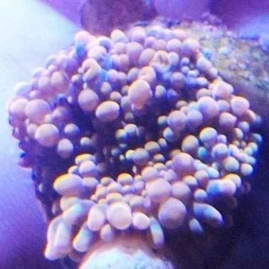 Recordea Yuma orange ear, Dieren en Toebehoren, Ophalen of Verzenden