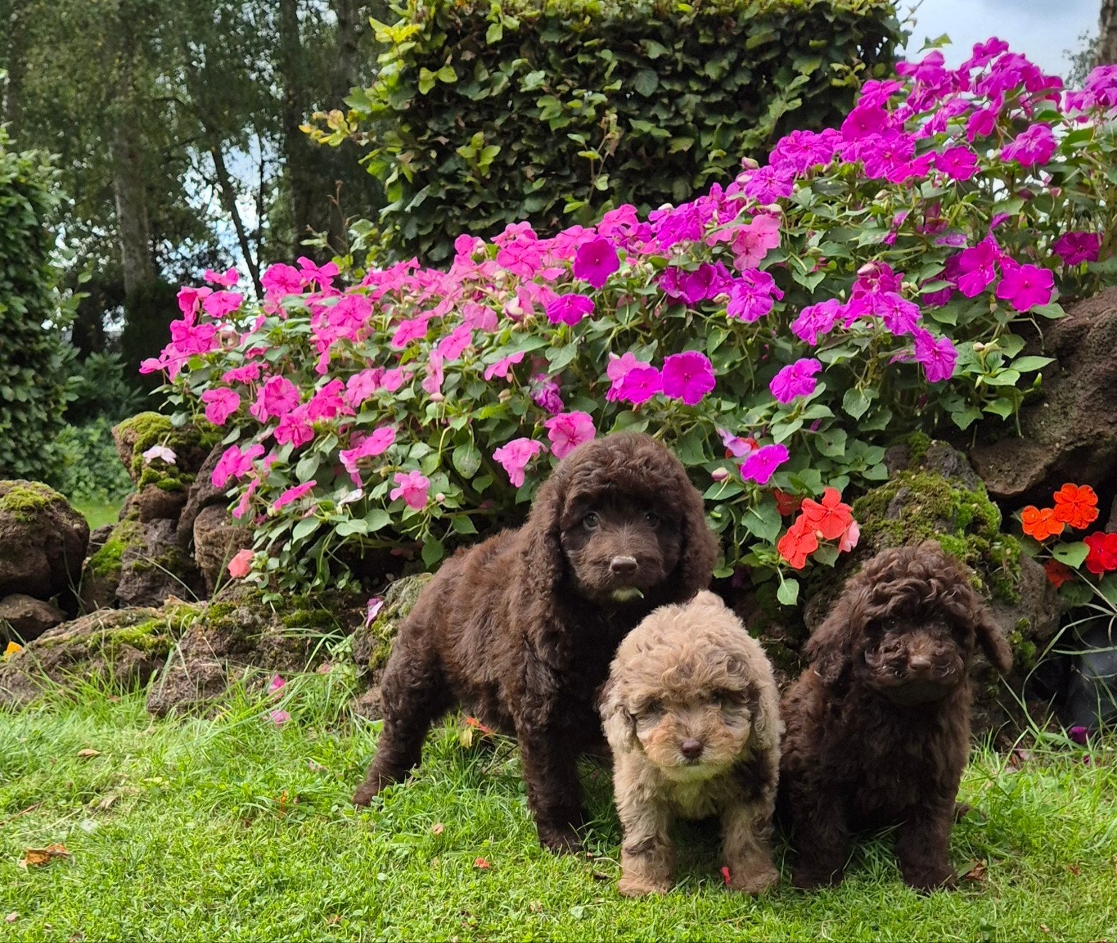 Mini Doodle pups, Parvo, Nederland, Overige rassen, 8 tot 15 weken