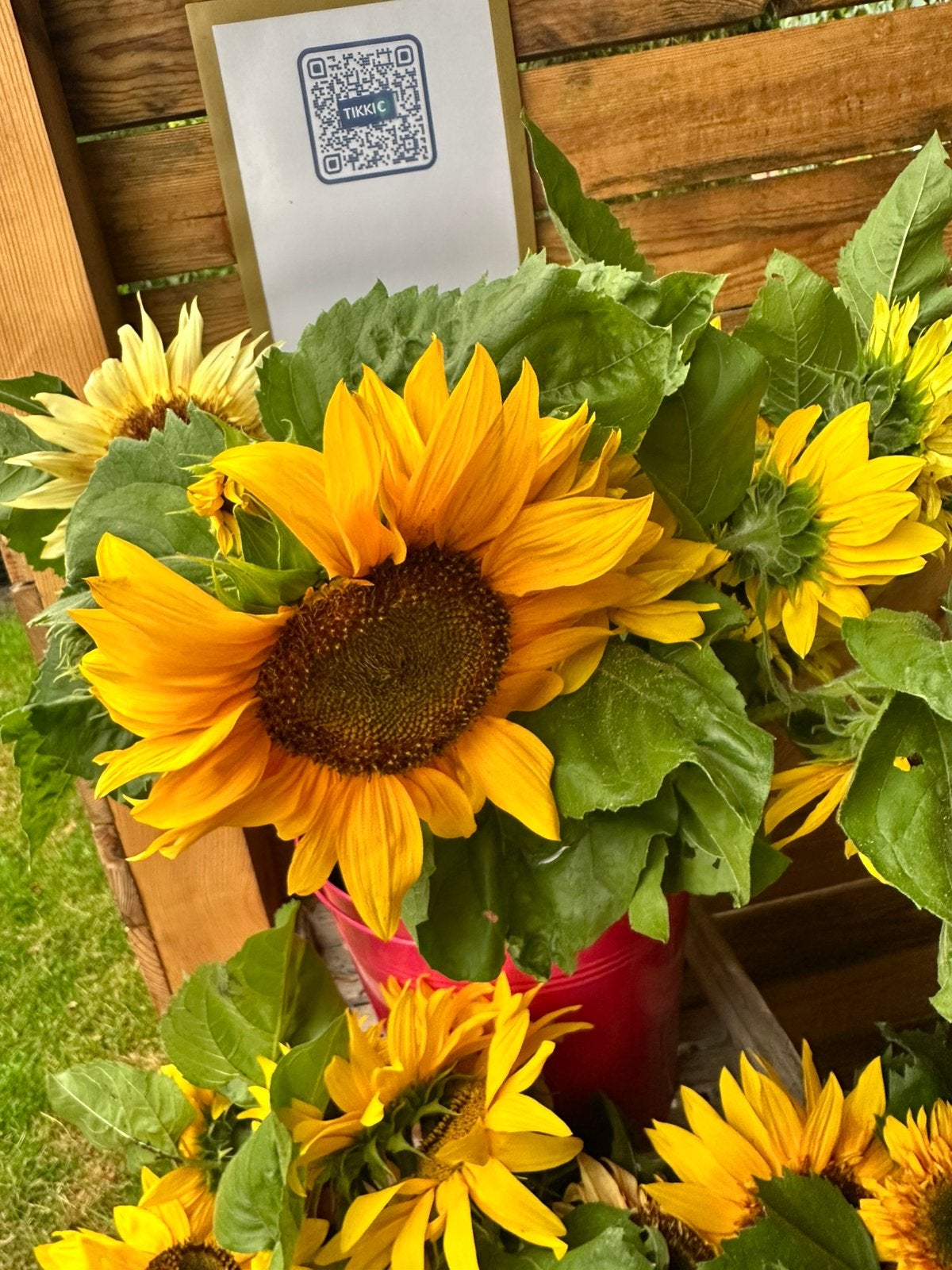 Zonnebloemen te koop, Ophalen of Verzenden