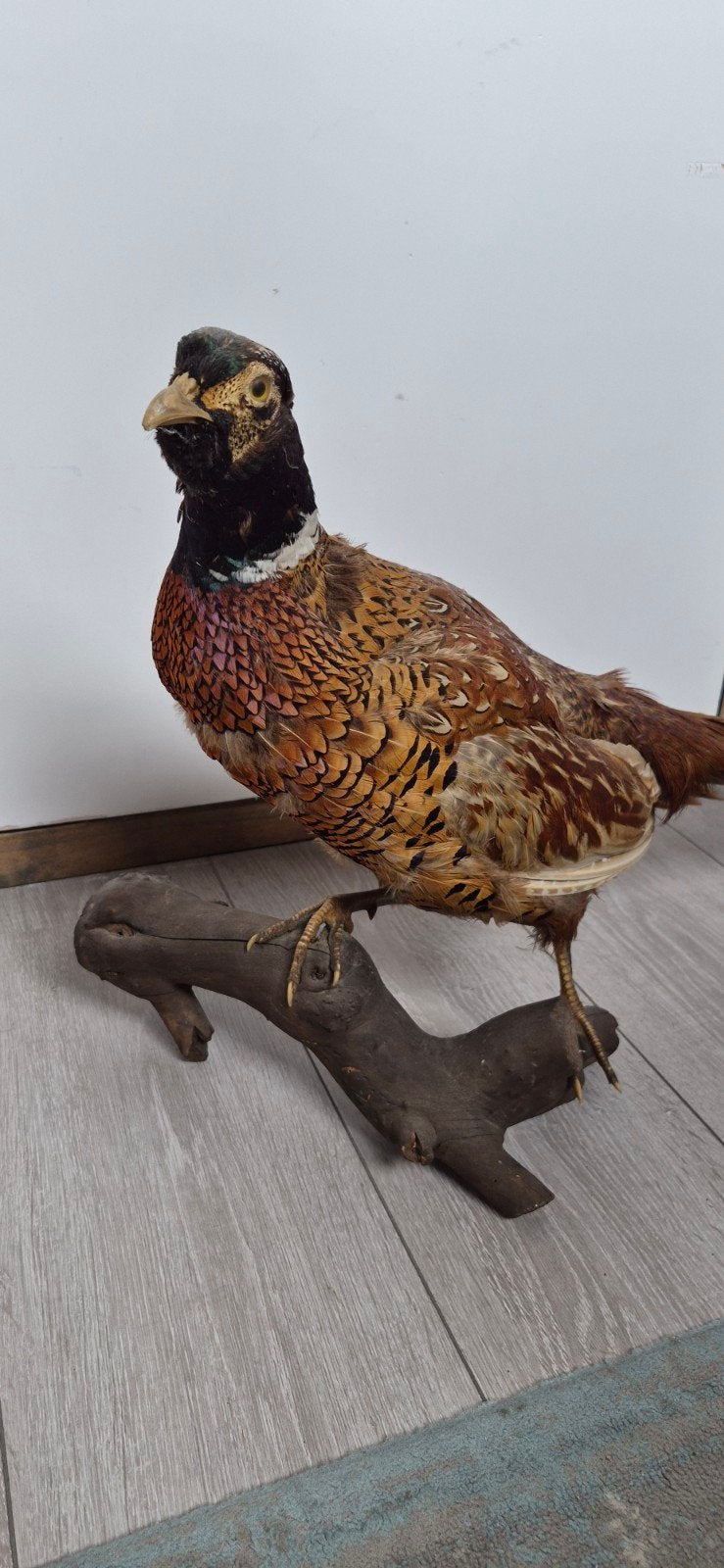 Opgezette Fazant - Prachtig Decoratief Stuk, Ophalen, Gebruikt, Vogel, Opgezet dier