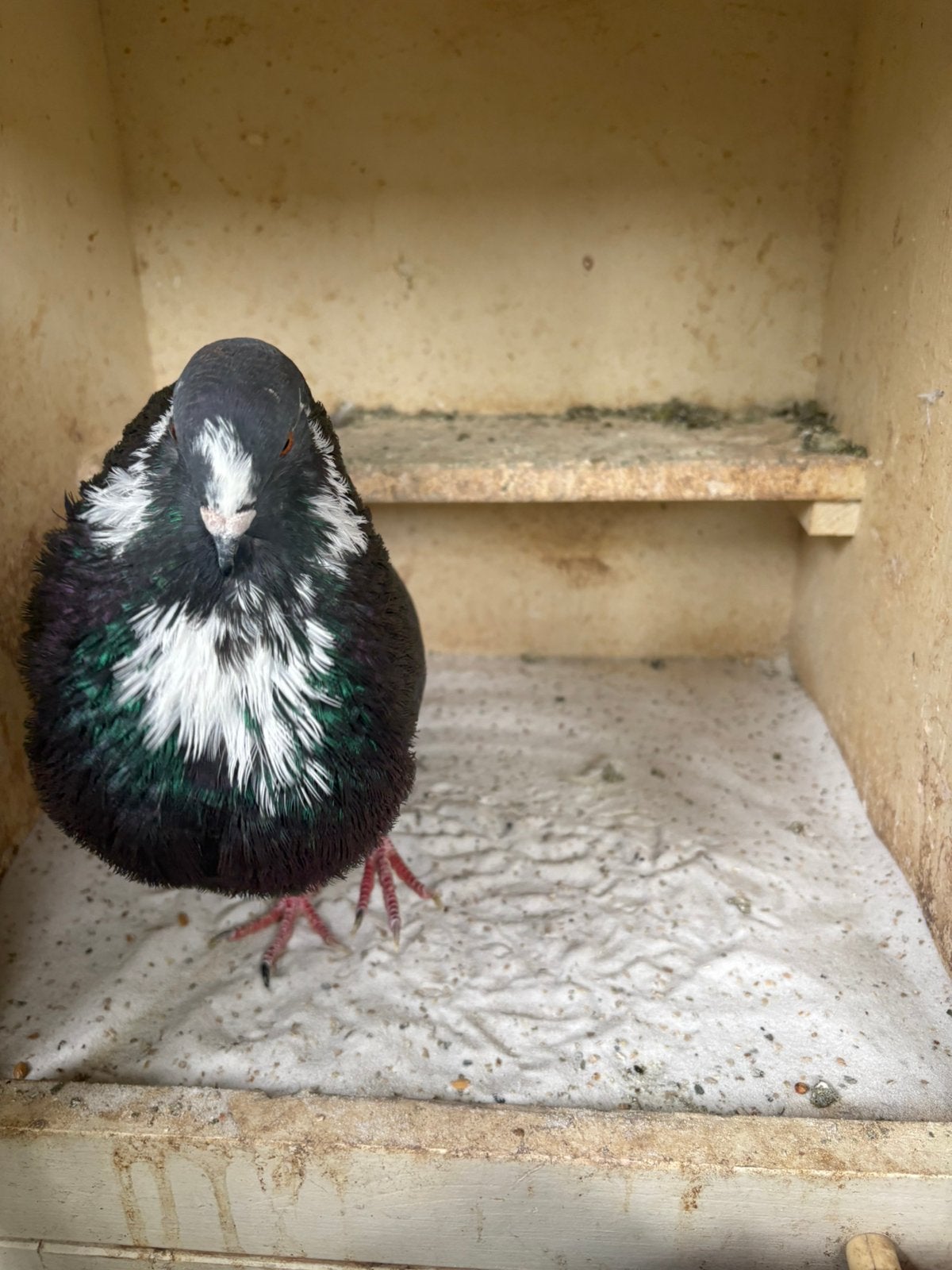 Jonge krasbonte doffer, Dieren en Toebehoren, Mannelijk, Kropper