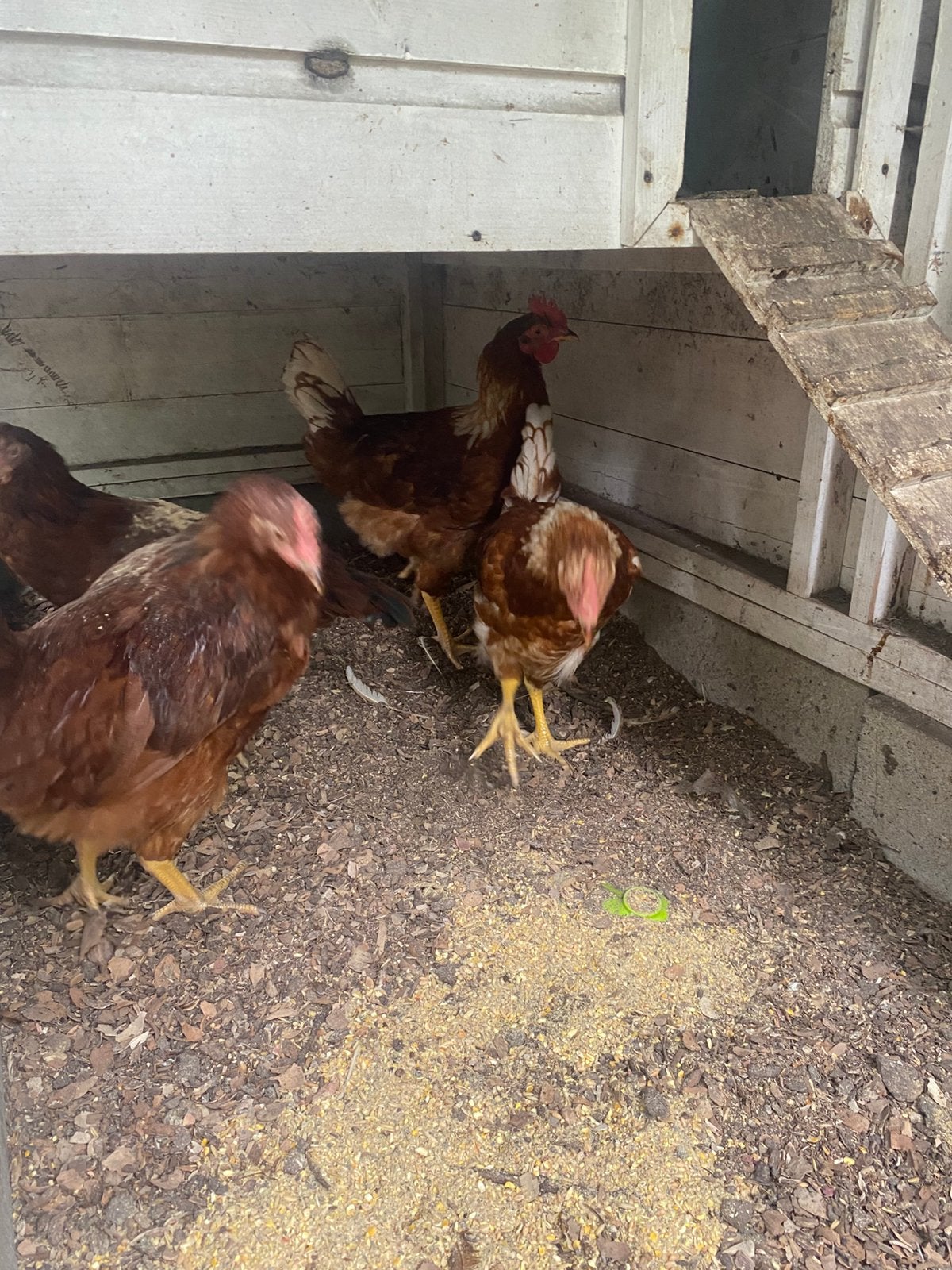 Mooie hanen, Dieren en Toebehoren, Pluimvee, Mannelijk, Kip