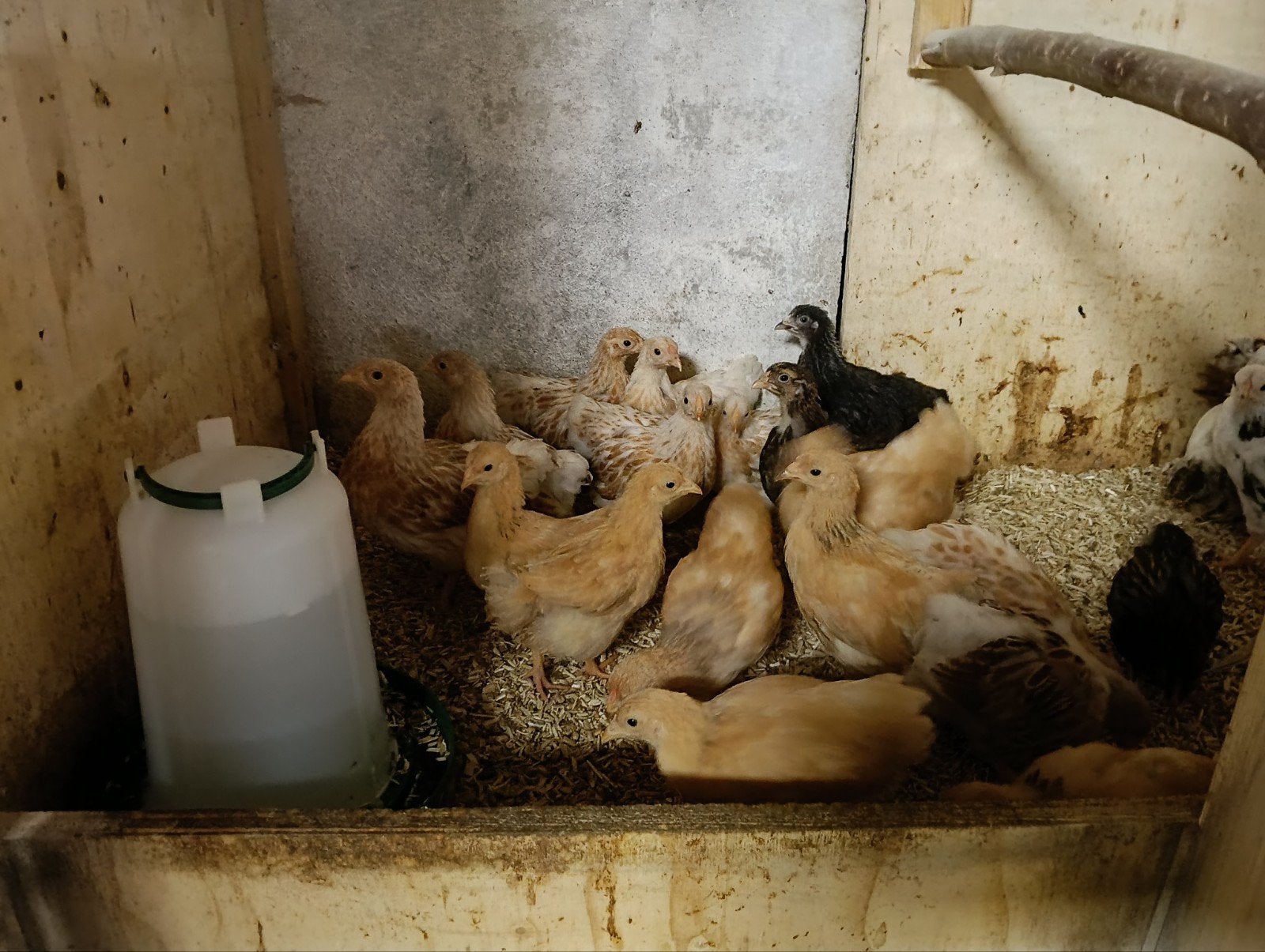 wyandotte kuikens, Dieren en Toebehoren, Pluimvee, Geslacht onbekend, Kip