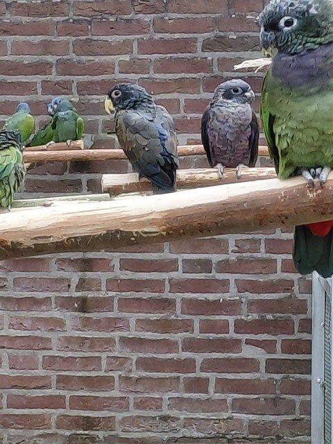 0-1 Pionus Maximiliani 2025., Dieren en Toebehoren, Vrouwelijk, Papegaai, Geringd