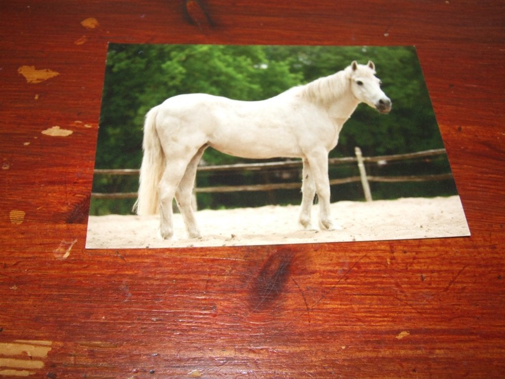 A203- Sweety, merrie, New Forest uit Vorden, Verzenden, 1980 tot heden, Ongelopen, Paard