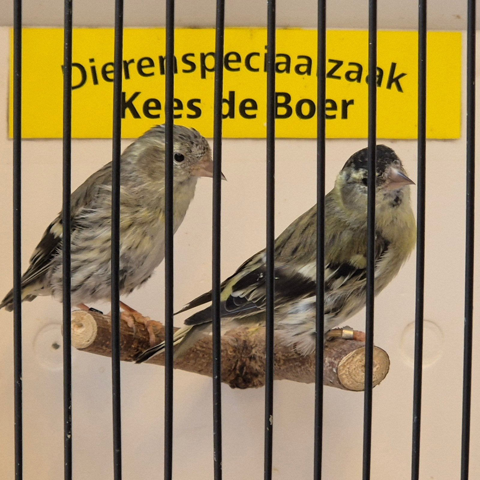 Koppel Europese sijzen ivoor, Dieren en Toebehoren, Vogels | Overige Vogels, Meerdere dieren, Wildzangvogel, Geringd