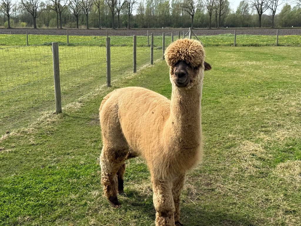 Alpaca dekhengst, Dieren en Toebehoren, Mei, Mannelijk