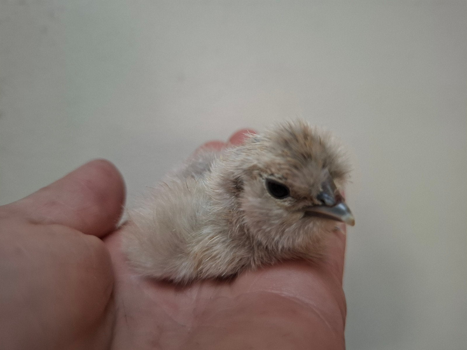Zijdehoen kuikens, kans op krulveer., Dieren en Toebehoren, Geslacht onbekend