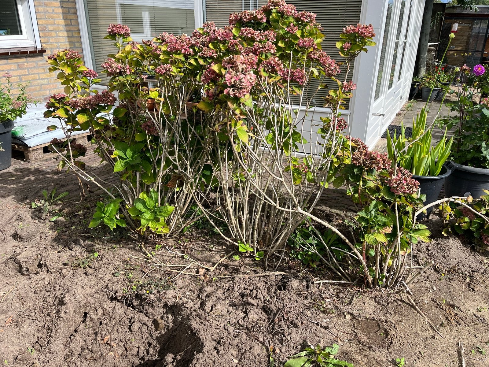 3 Hortensia planten (Hydrangea) - Roze bloemen, Tuin en Terras, Vaste plant, Halfschaduw, Zomer, Ophalen